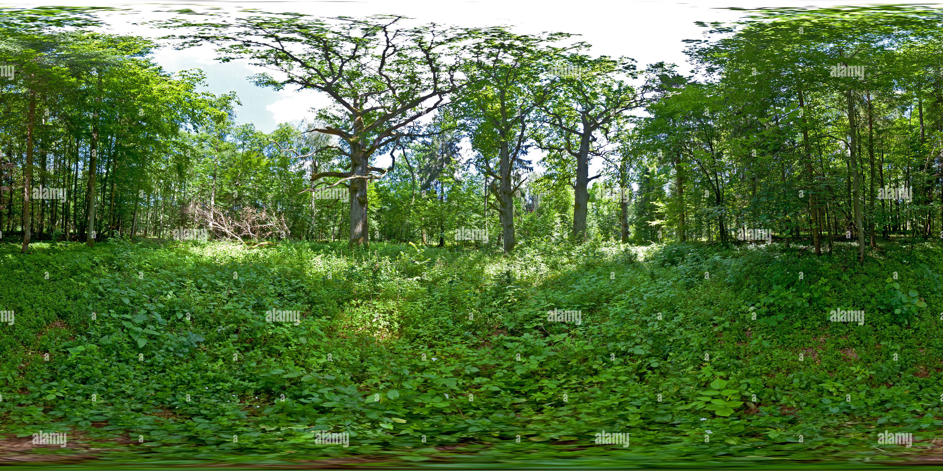 360 Grad Panorama Ansicht von Białowieza, 'Royal Oak Trail' - Oak John Casimir