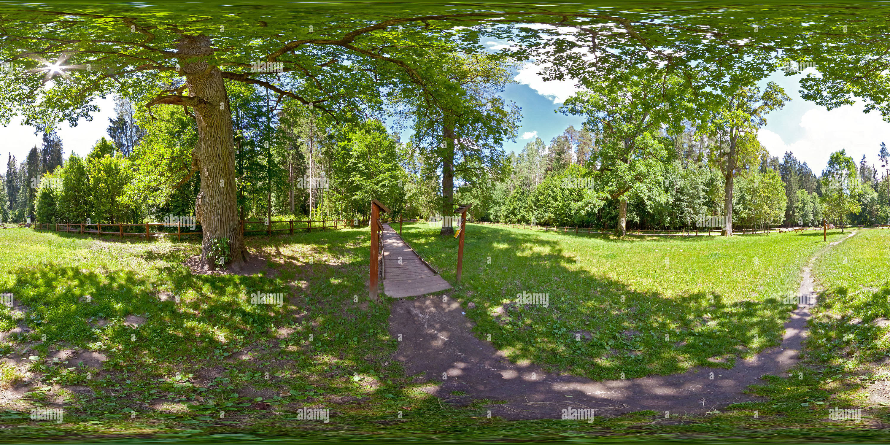 360 Grad Panorama Ansicht von Bialowieza, 'Royal Oak Trail' - Oak Gediminas