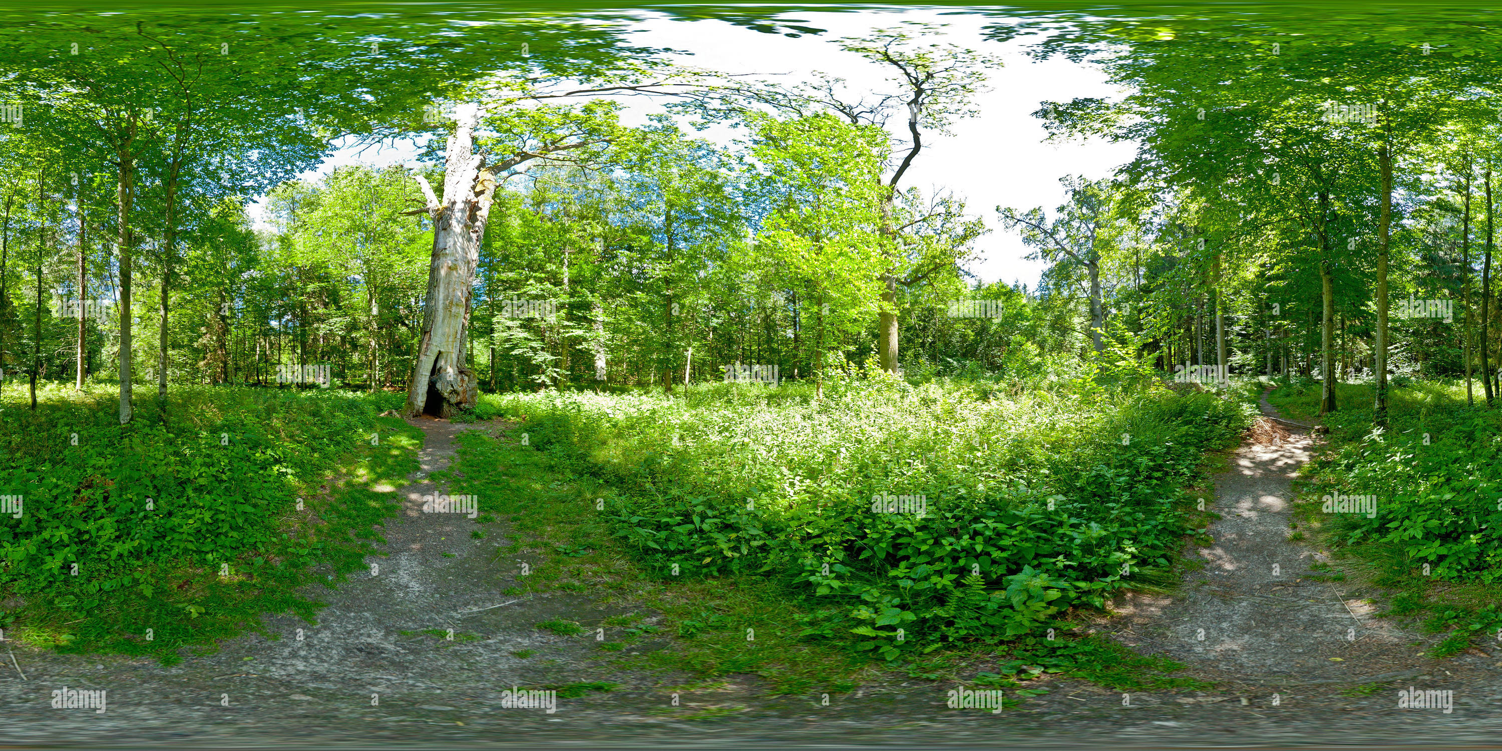 360 Grad Panorama Ansicht von Białowieza, 'Royal Oak Trail' - Eiche Sigismund der Alte