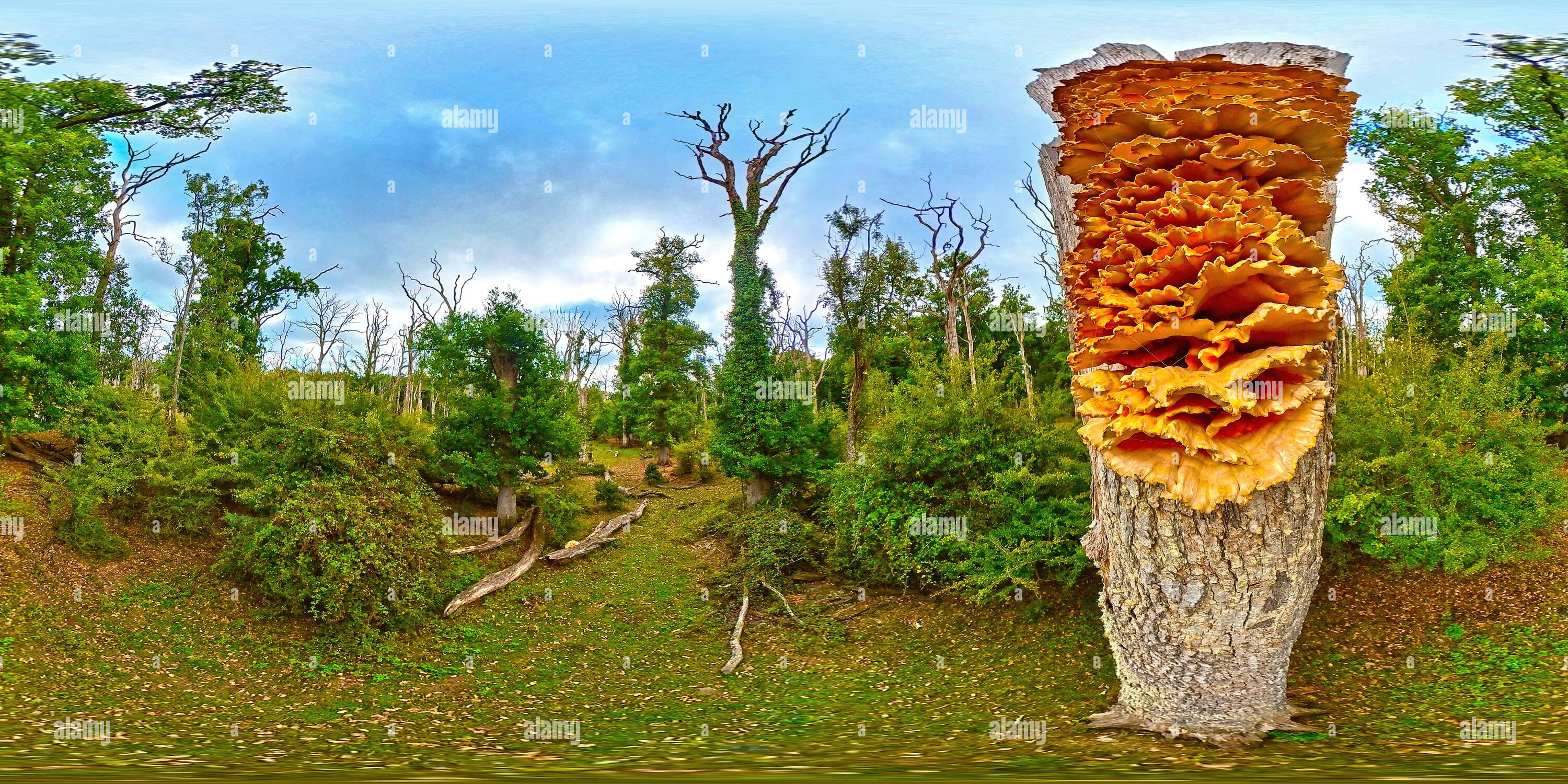 360 Grad Panorama Ansicht von Huhn des Waldes Pilze wachsen 3m hoch am Rande eines toten stehenden Eichenwaldes