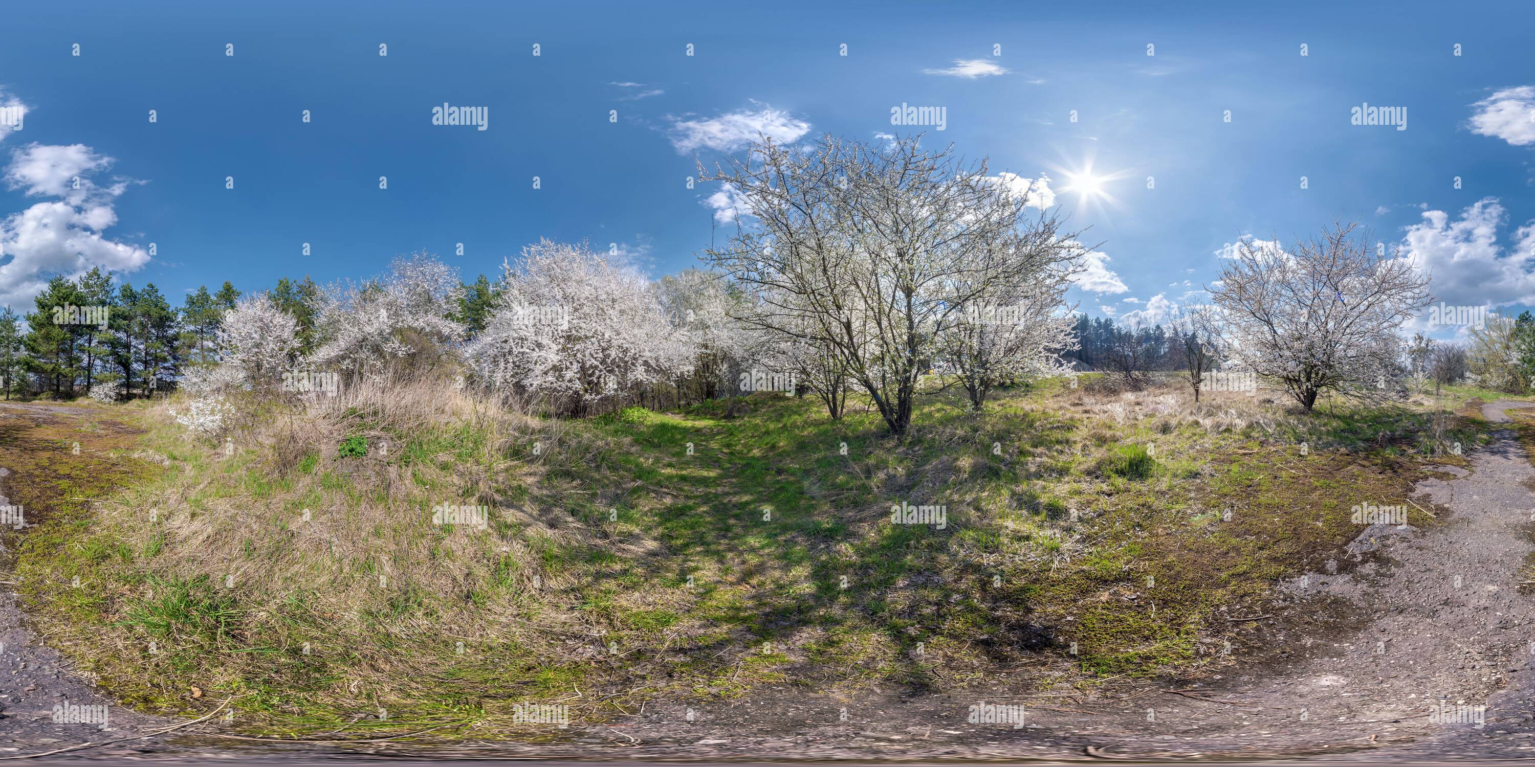 360 Grad Panorama Ansicht von Volle nahtlose sphärische hdri 360 Panorama-Ansicht in Kirsche blühenden Garten mit sonnigen Tag in äquirectangular Projektion, VR-Inhalt,