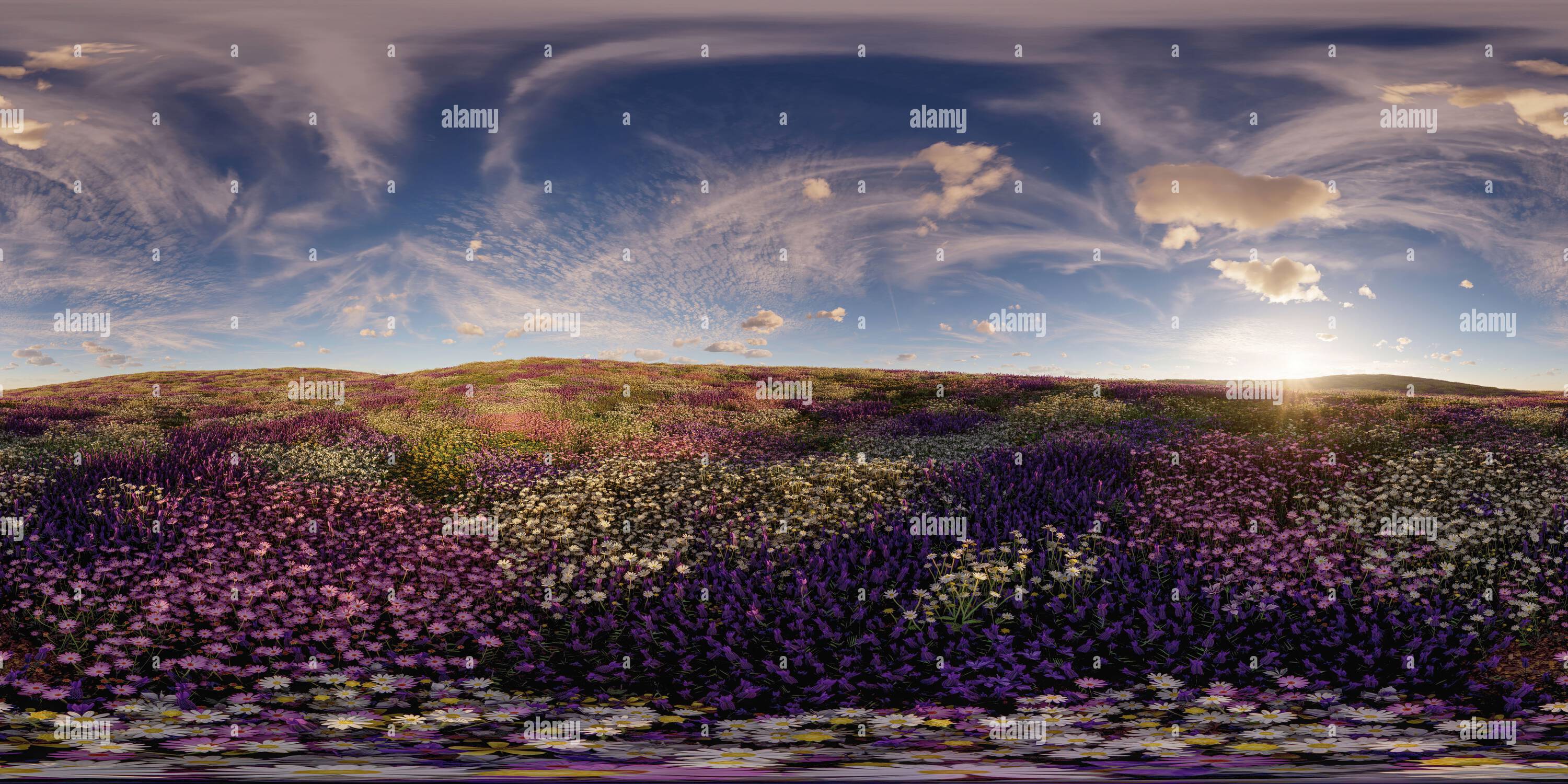 360 Grad Panorama Ansicht von Eine Blumenwiese, bei Sonnenuntergang, 360° rechteckiges Panoramabild, realistisches Rendern 3D