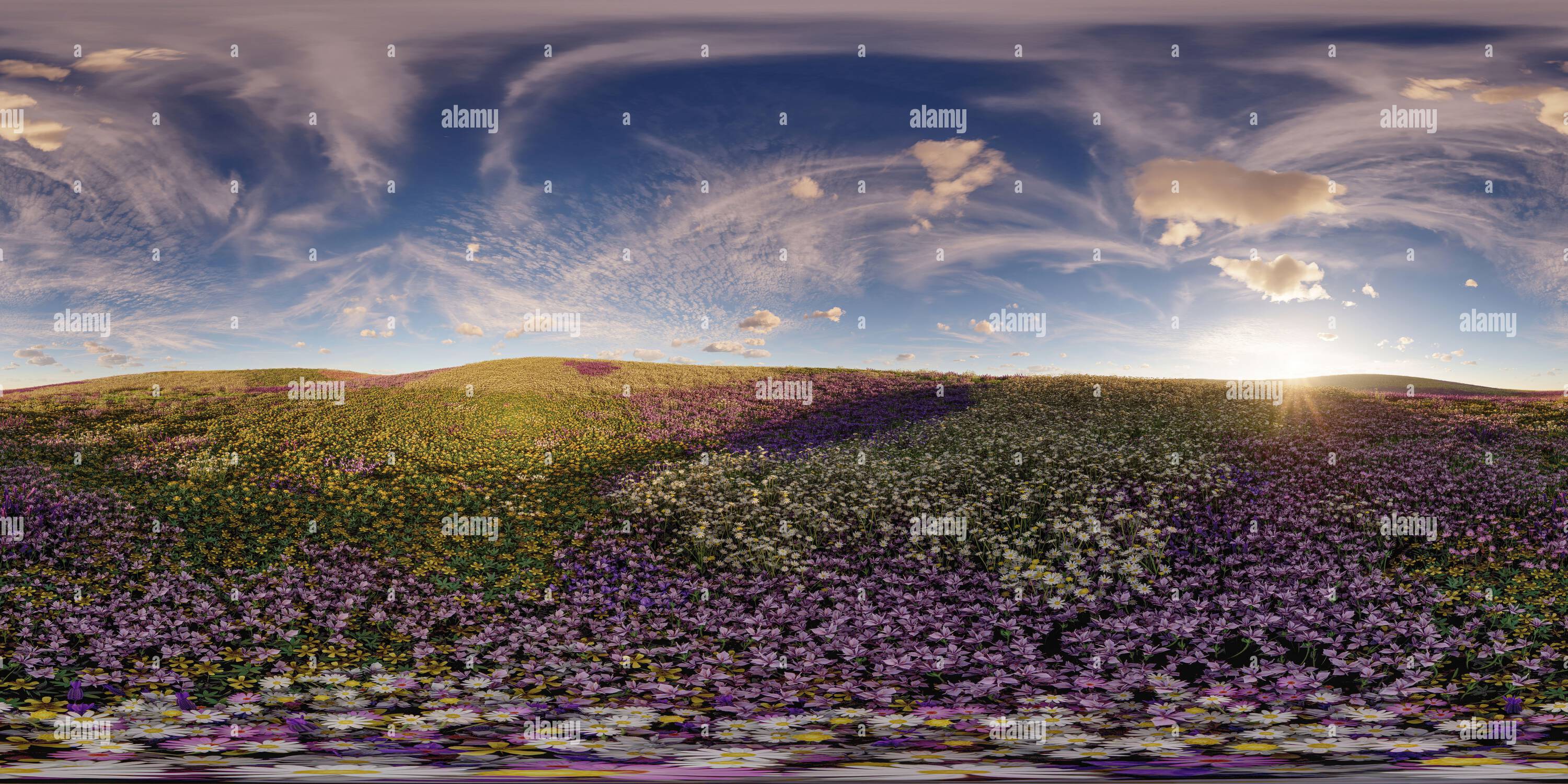 360 Grad Panorama Ansicht von Eine Blumenwiese, bei Sonnenuntergang, 360° rechteckiges Panoramabild, realistisches Rendern 3D