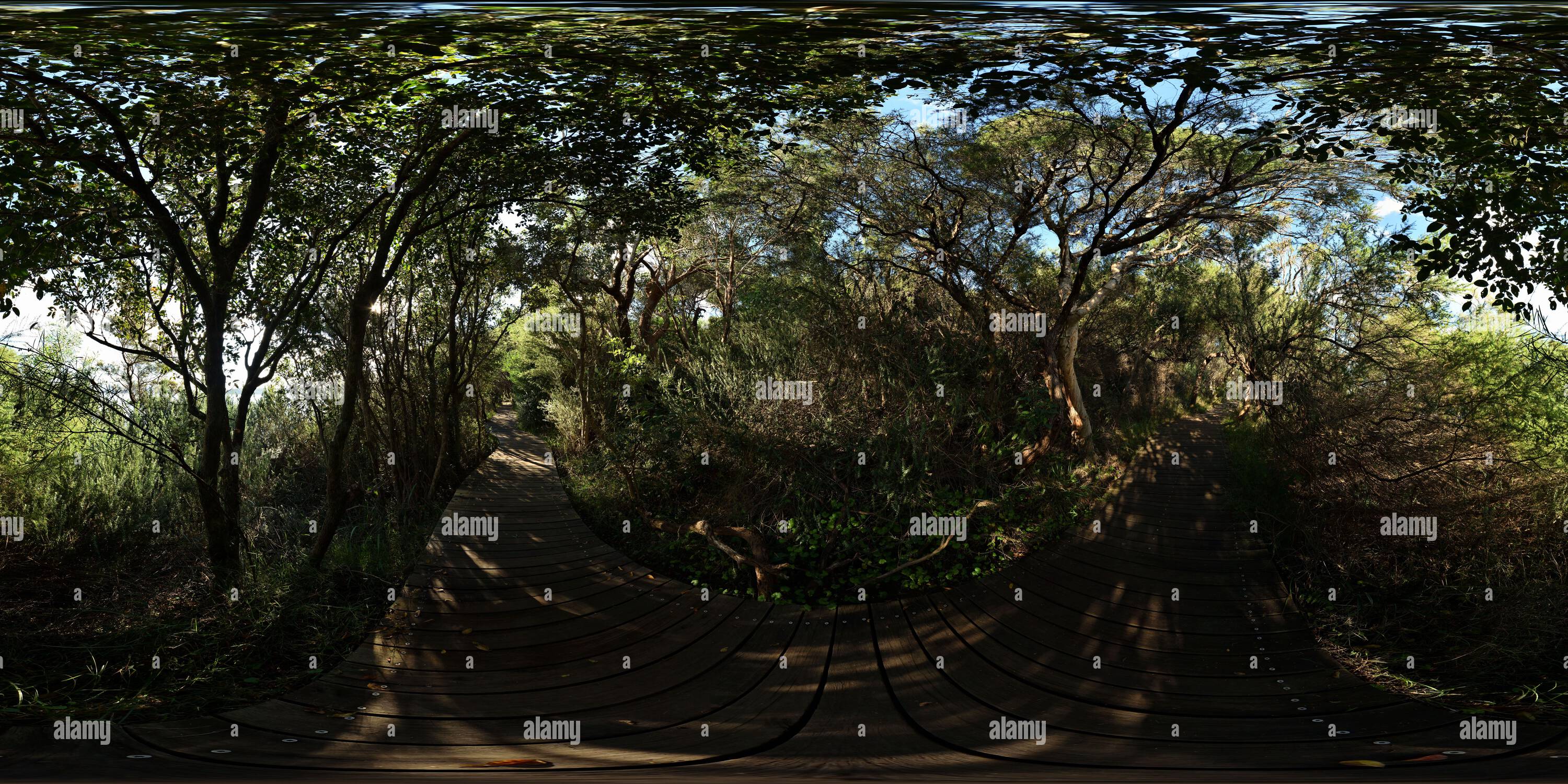 360 Grad Panorama Ansicht von Ein Melaleuca Tree Tunnel 360° Panorama auf dem Hermitage Foreshore Track, Vaucluse, Sydney, Australien