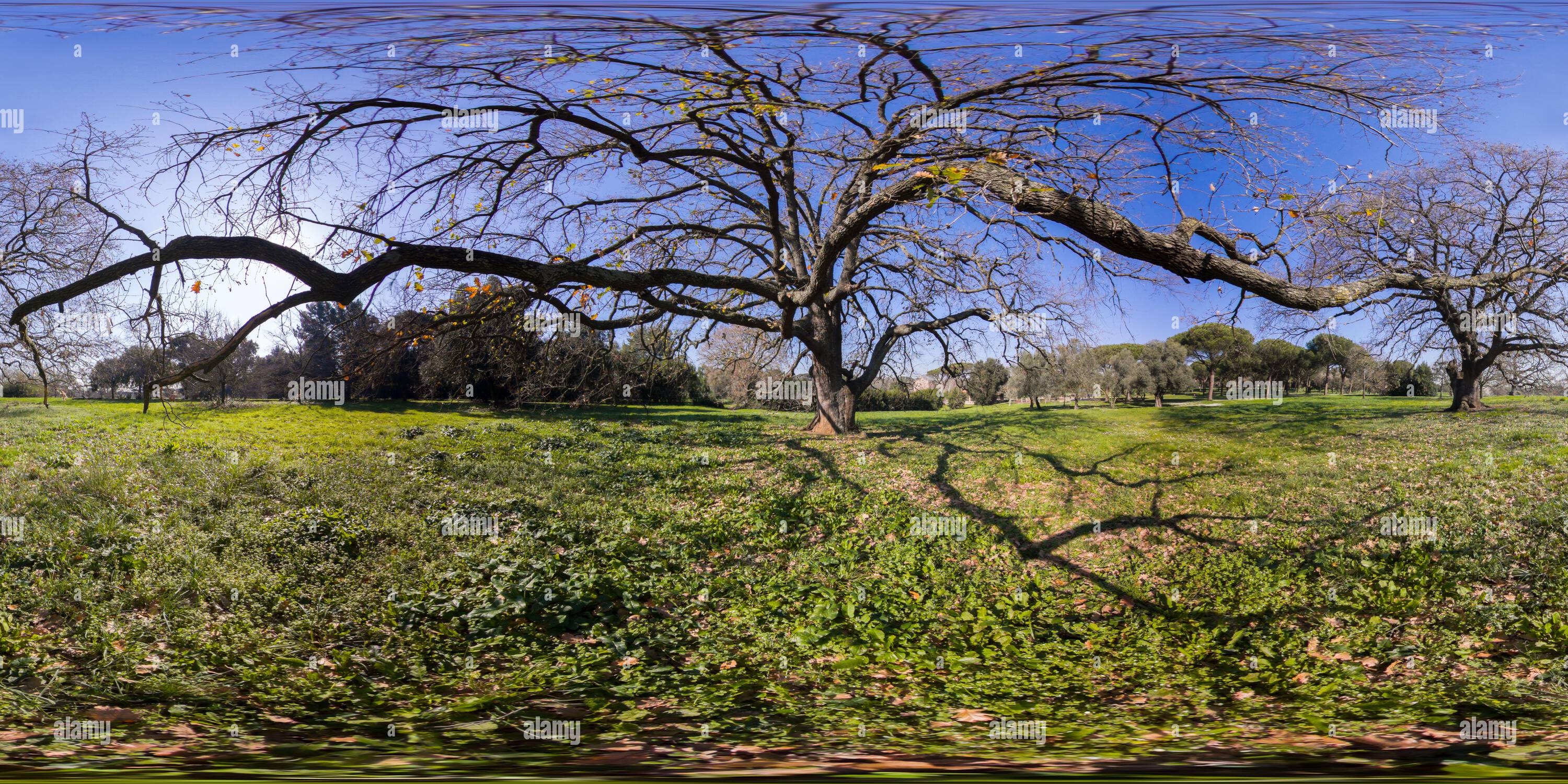 360 Grad Panorama Ansicht von Natur in der Villa Doria Pamphilj - Rom - 360-Grad-Blick