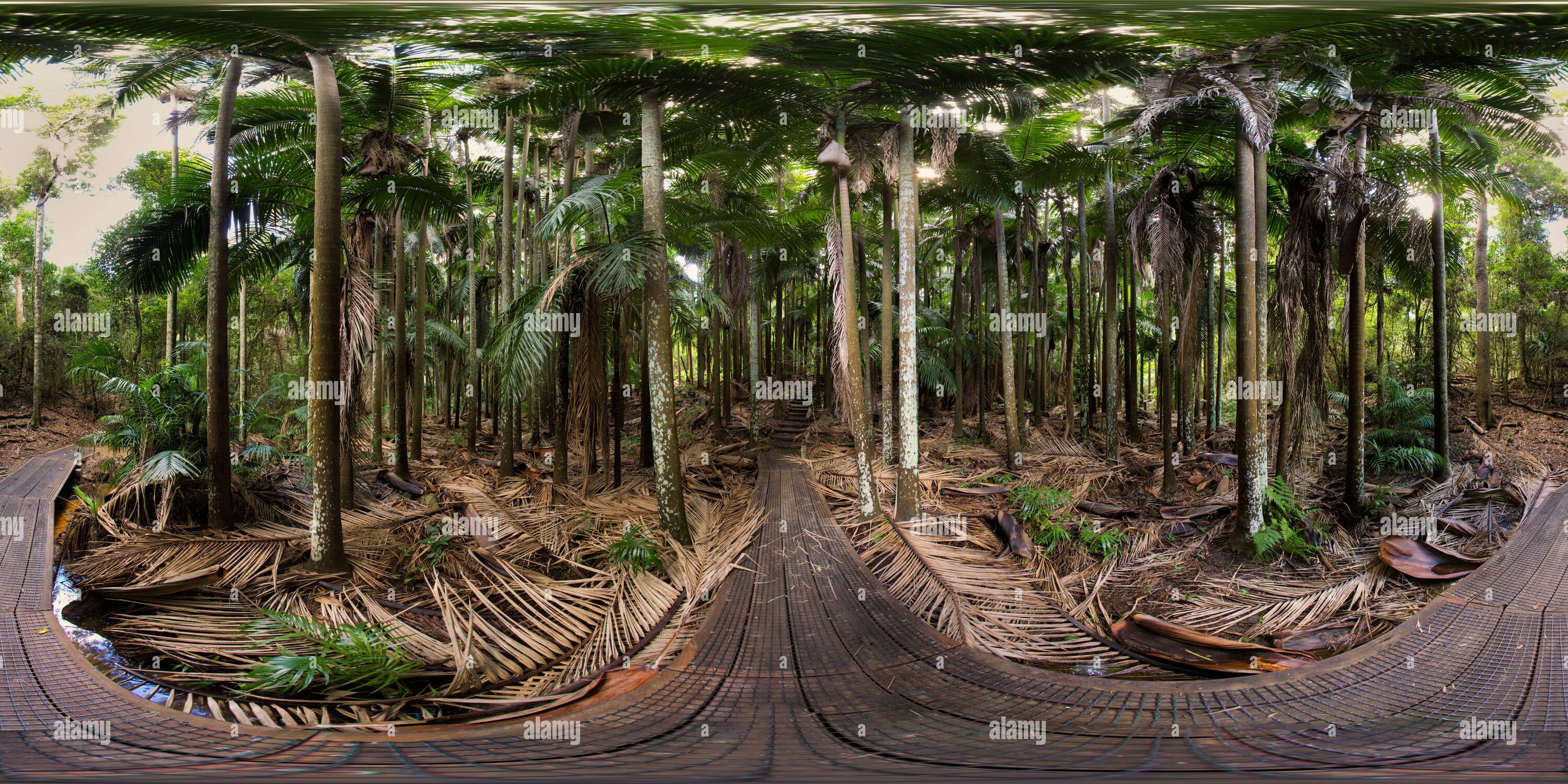 360 Grad Panorama Ansicht von 360°-Panorama des Boldery Park Wanderwegs im Palms National Park in der Nähe von Cooyar Queensland Australien