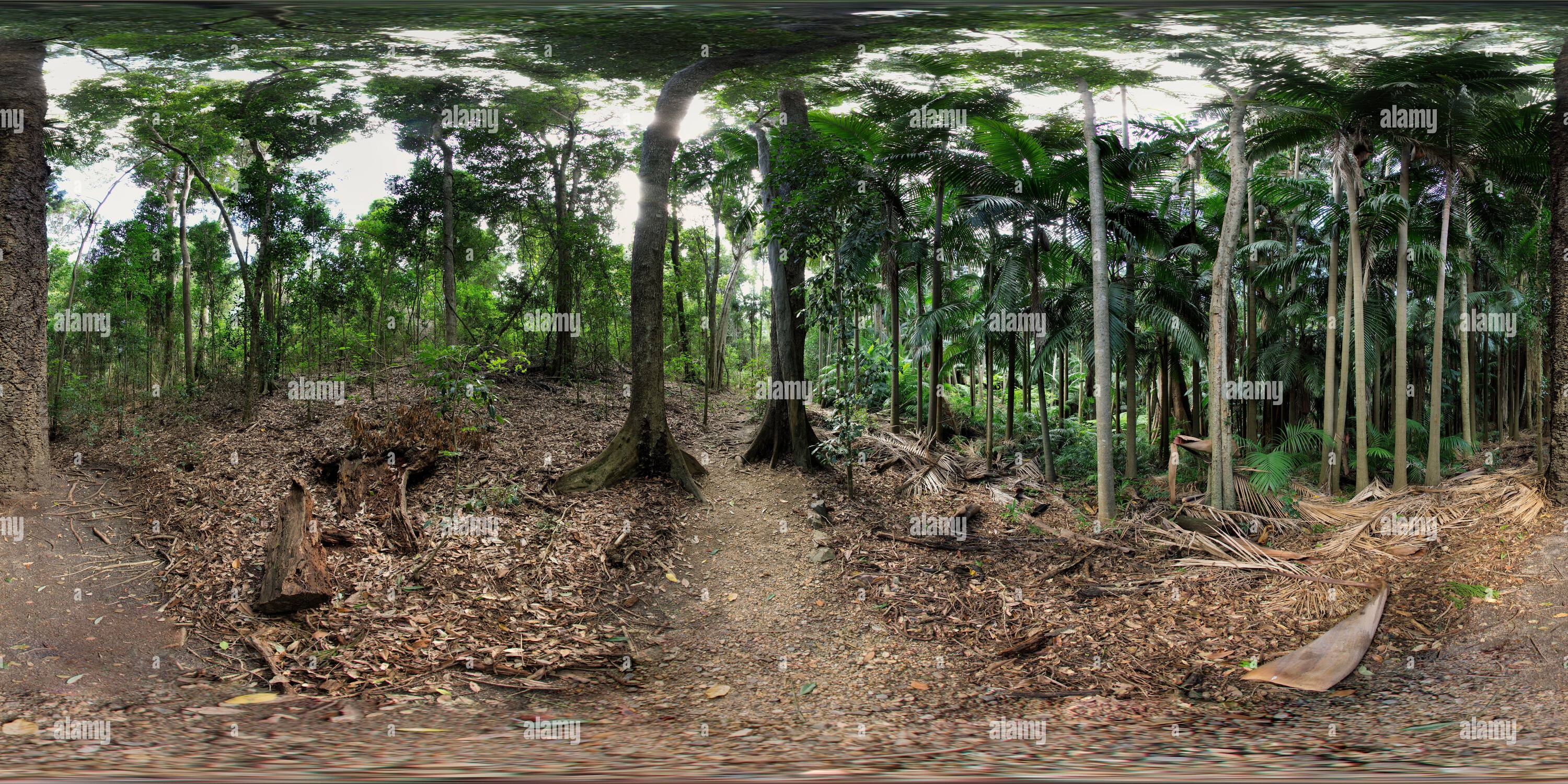 360 Grad Panorama Ansicht von 360°-Panorama des Boldery Park Wanderwegs im Palms National Park in der Nähe von Cooyar Queensland Australien