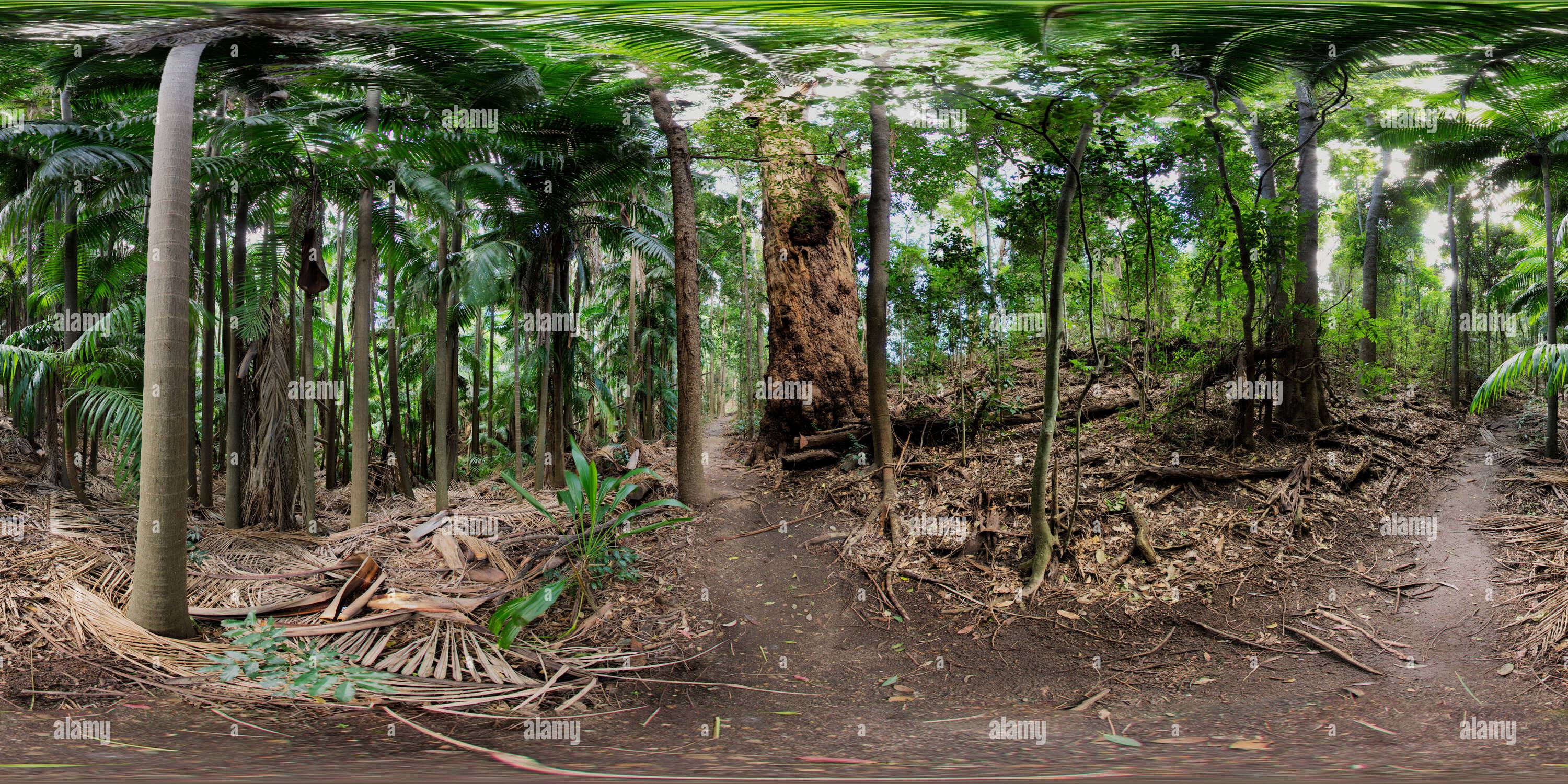 360 Grad Panorama Ansicht von 360°-Panorama des Boldery Park Wanderwegs im Palms National Park in der Nähe von Cooyar Queensland Australien