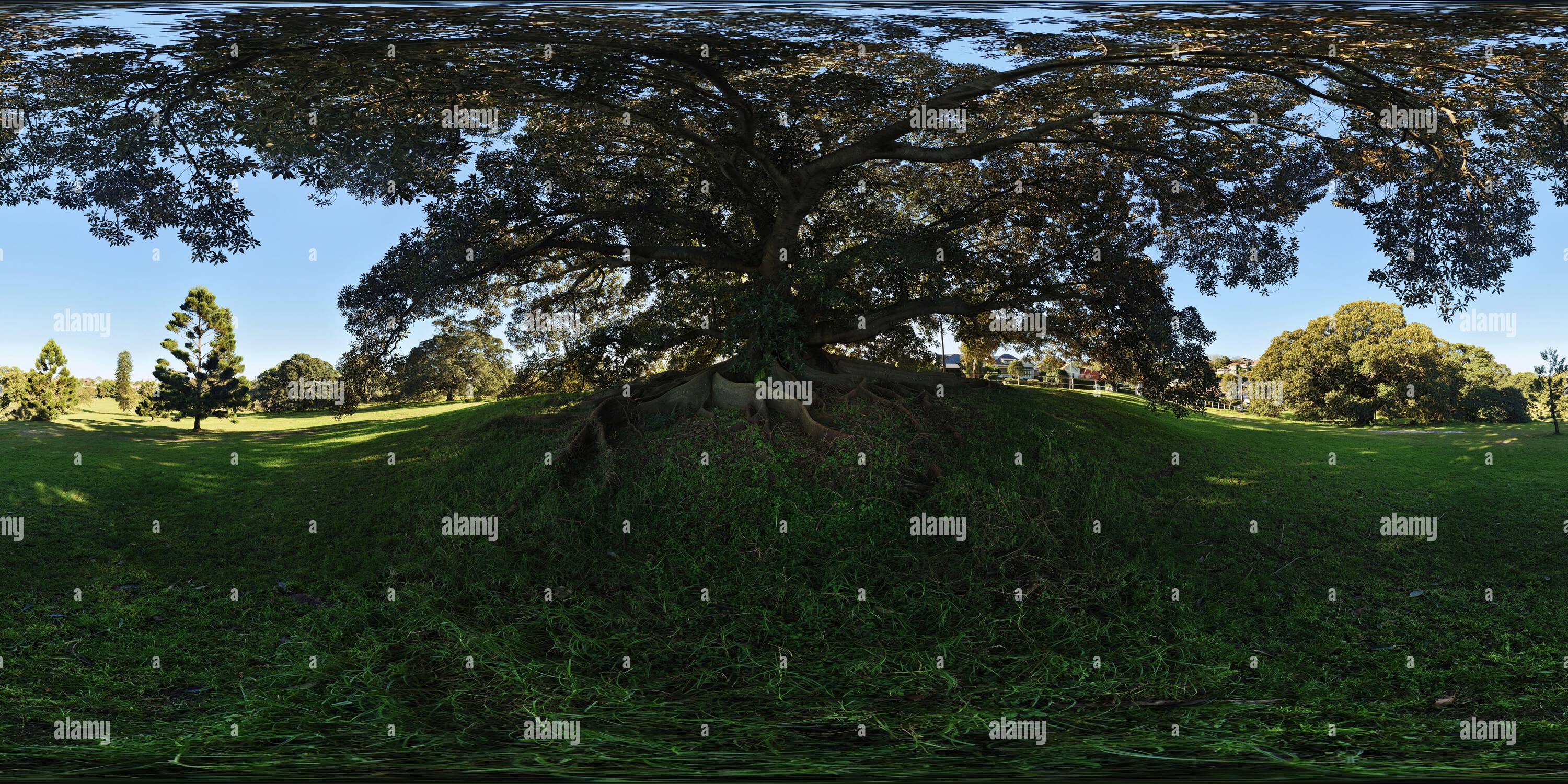 360 Grad Panorama Ansicht von Die riesige Ficus macrophylla, Moreton Bay Feige, die vor der Einweihung des Queens Park im Jahr 1888 geschätzt wurde, Centennial Parklands, Sydney, Australien