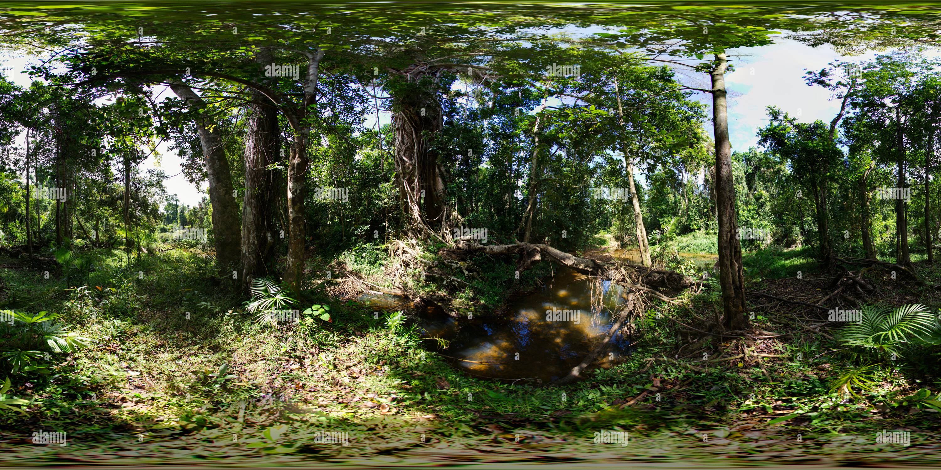 360 Grad Panorama Ansicht von 360°-Panorama des Strangler Feigenbaums im Tam O'Shanter Forest Walk Mission Beach North Queensland