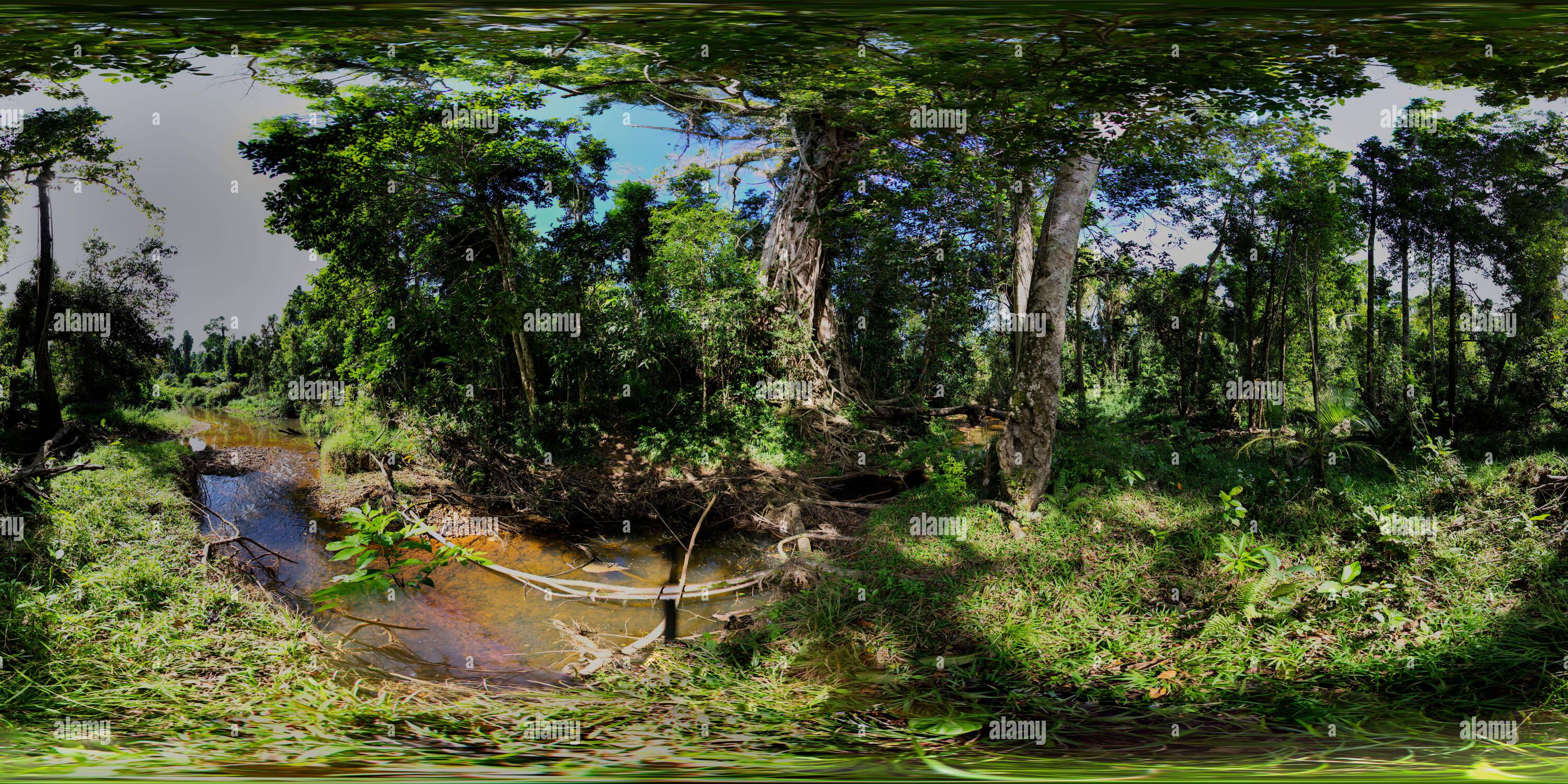 360 Grad Panorama Ansicht von 360°-Panorama des Strangler Feigenbaums im Tam O'Shanter Forest Walk Mission Beach North Queensland