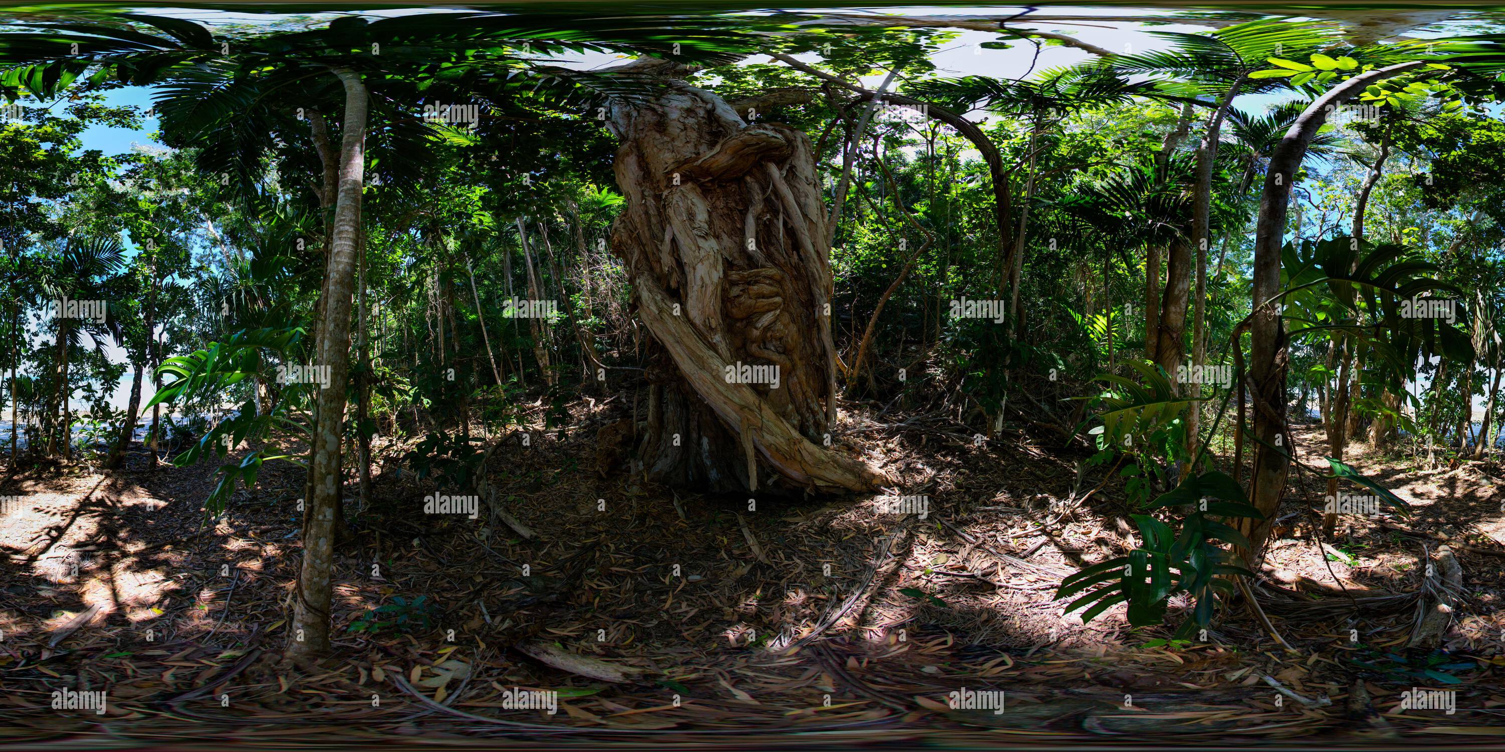 360 Grad Panorama Ansicht von 360°-Panorama eines fremden Feigenbaums auf einem Wanderweg durch den tropischen Regenwald Dunk Island North Queensland Australien