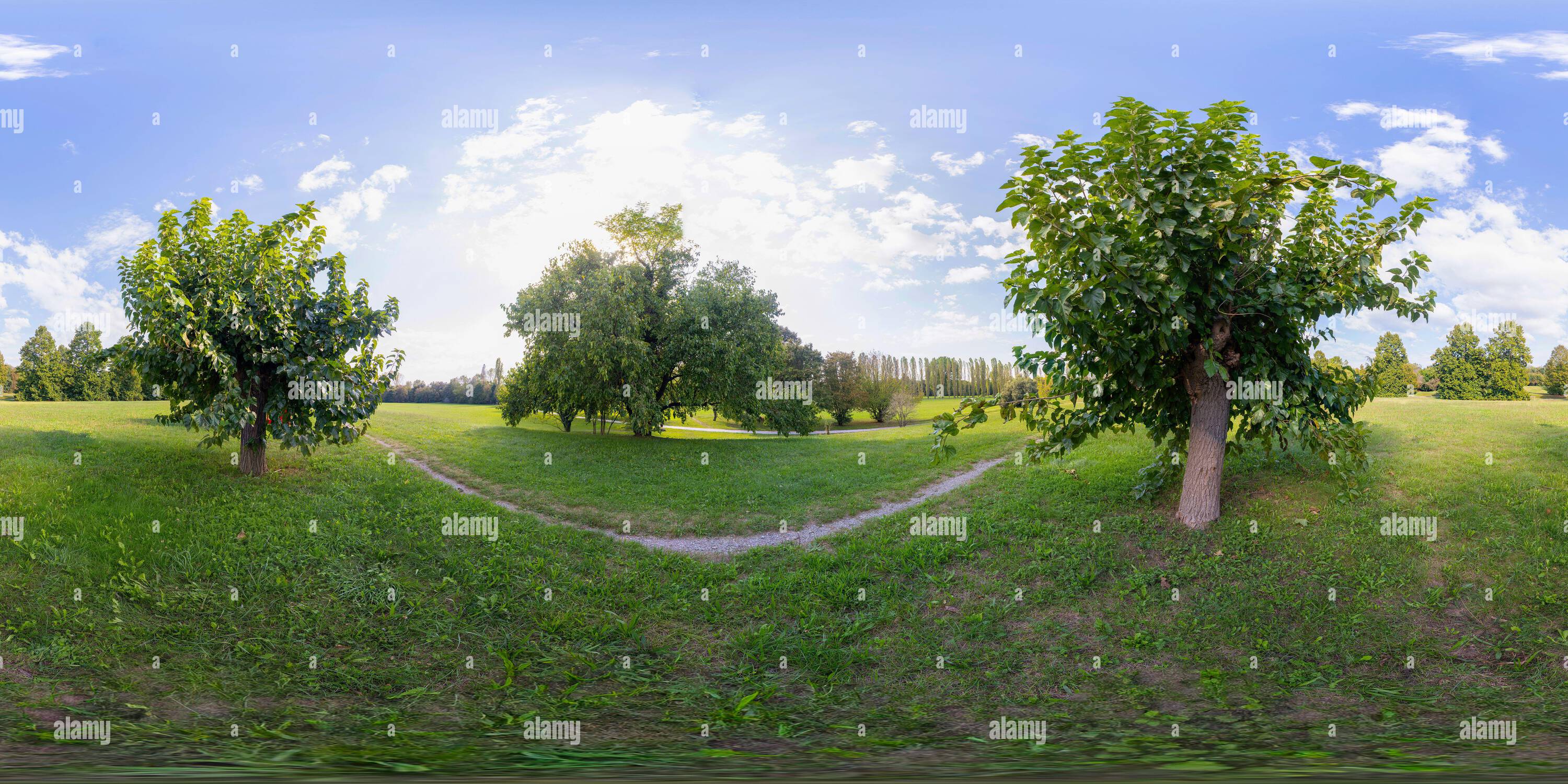 360 Grad Panorama Ansicht von 360 Foto VR von einigen Maulbeerbäumen im Land im Herbst