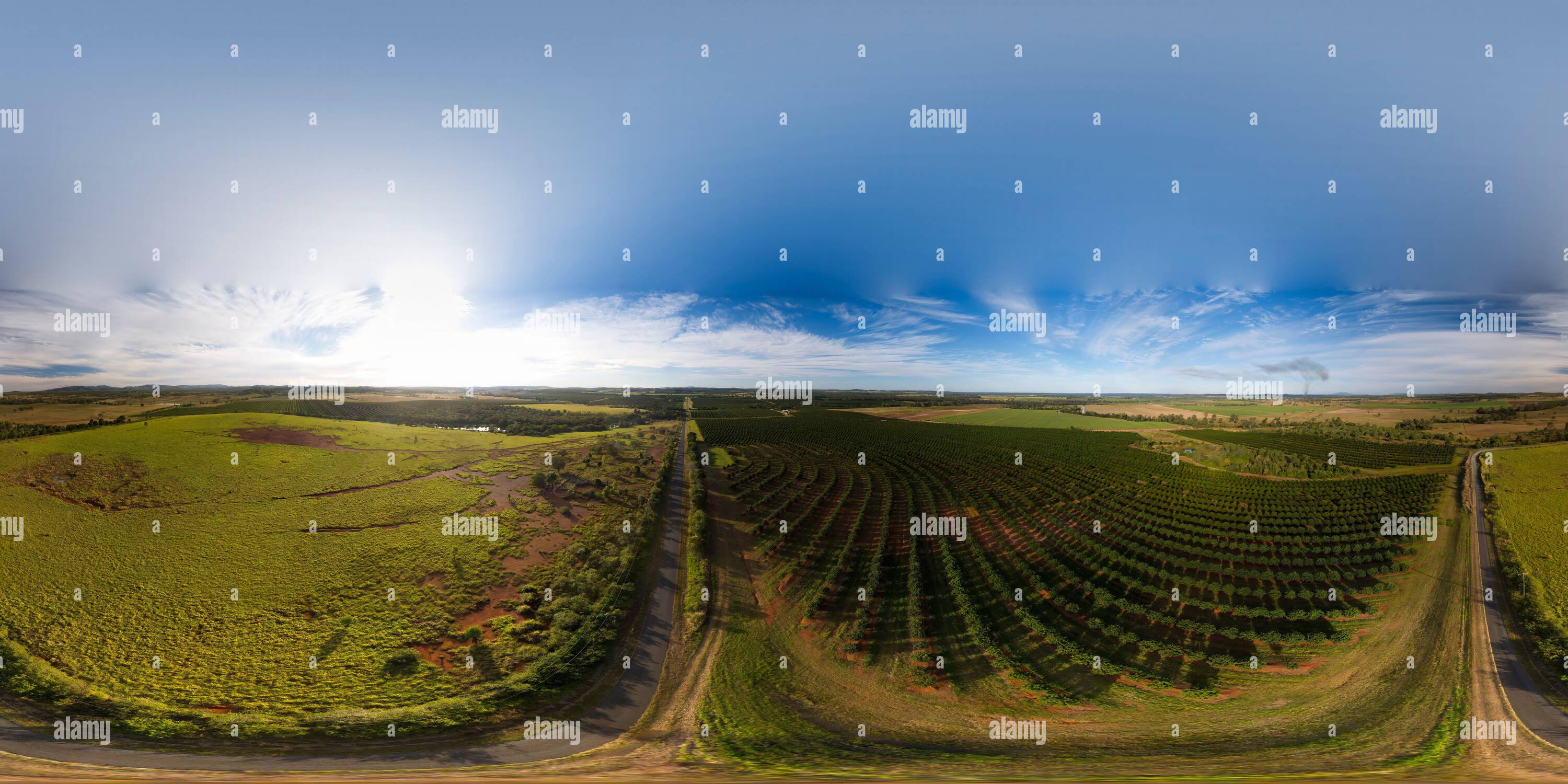 360 Grad Panorama Ansicht von 360° Luftpanorama kommerzieller Macadamia-Nuss-Plantagen, die auf den reichen roten vulkanischen Böden rund um Gin Gin Queensland Australien gepflanzt wurden