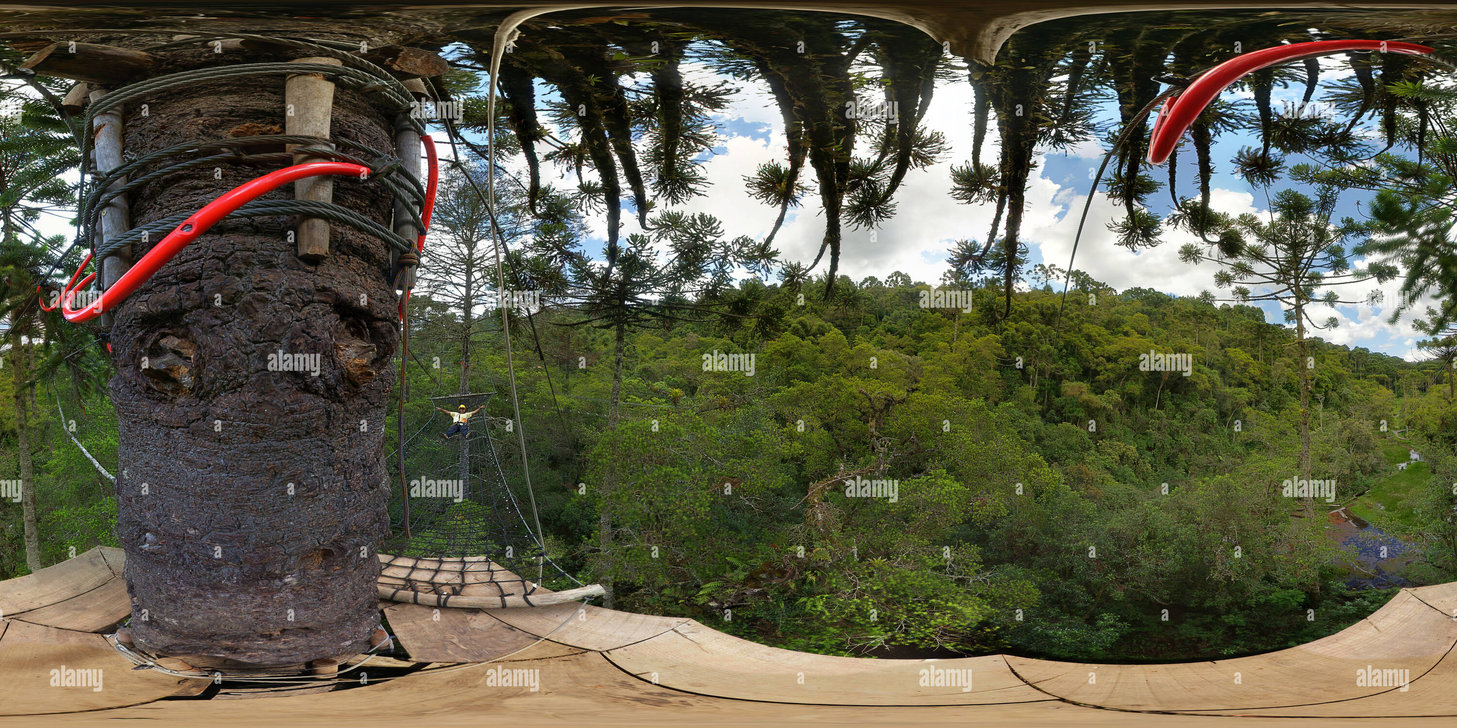 360 Grad Panorama Ansicht von Altus Arborismo-Baum Klettern