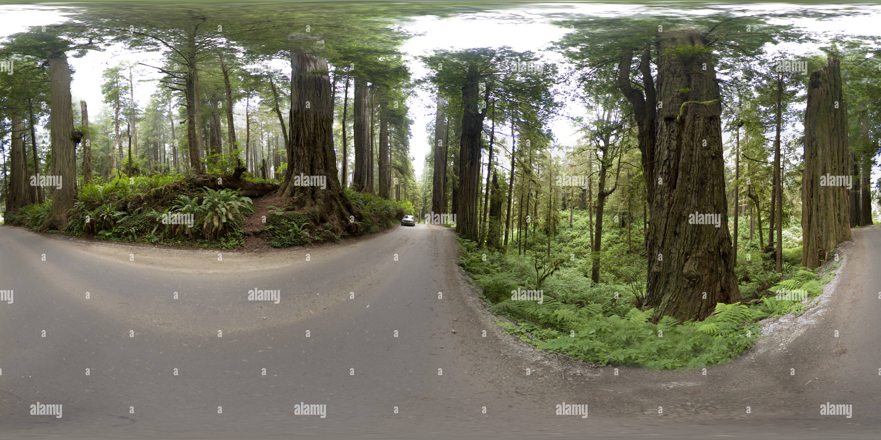 360 Grad Panorama Ansicht von Redwood Forest Howland Hill Road