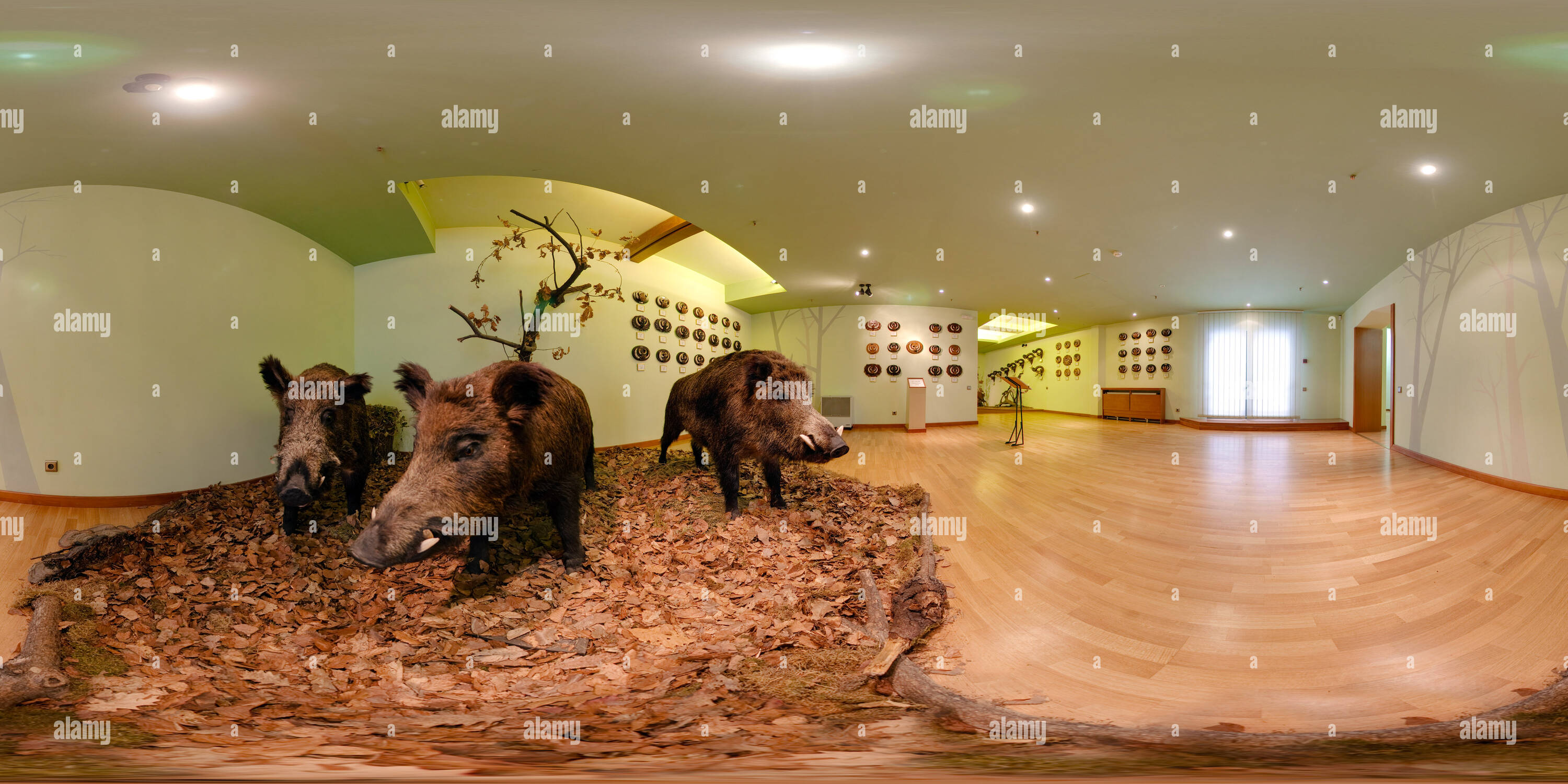 360 Grad Panorama Ansicht von Wildschweine im Jagdmuseum in Posada