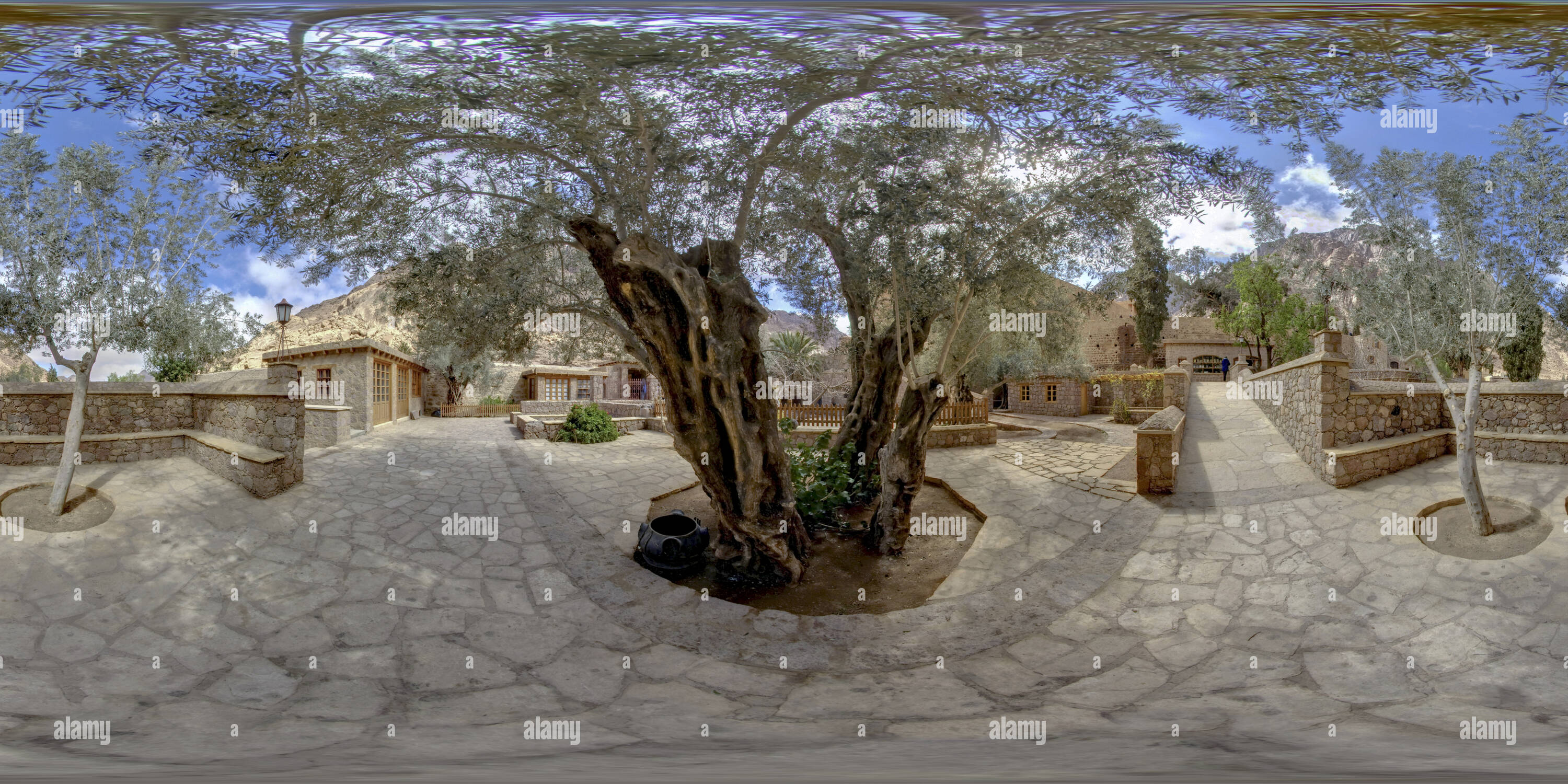 360 Grad Panorama Ansicht von Olivenbäumen in St Katherine's Kloster