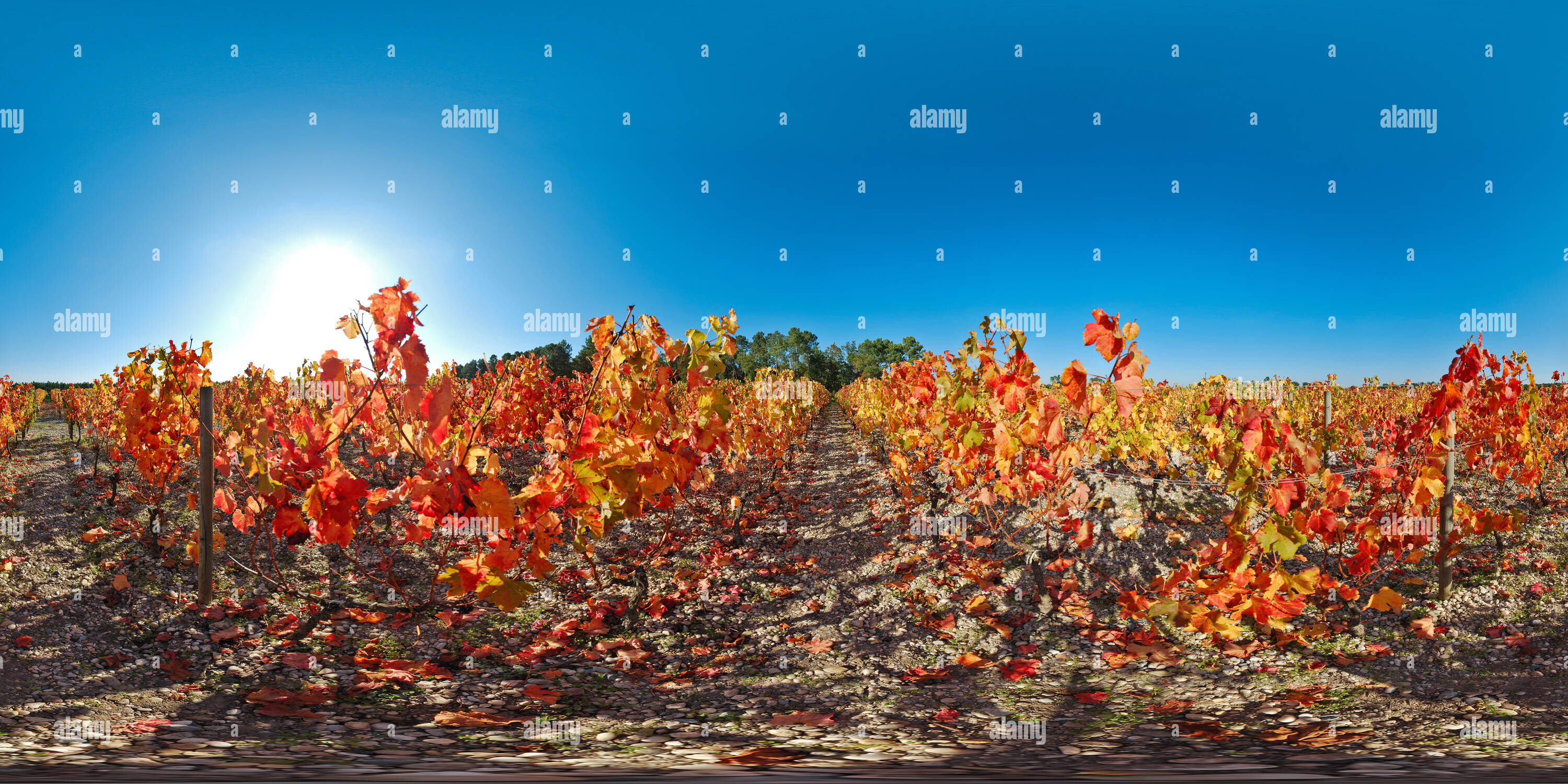 360 Grad Panorama Ansicht von Léognan: été indien dans le vignoble de l'appellation Pessac-Léognan