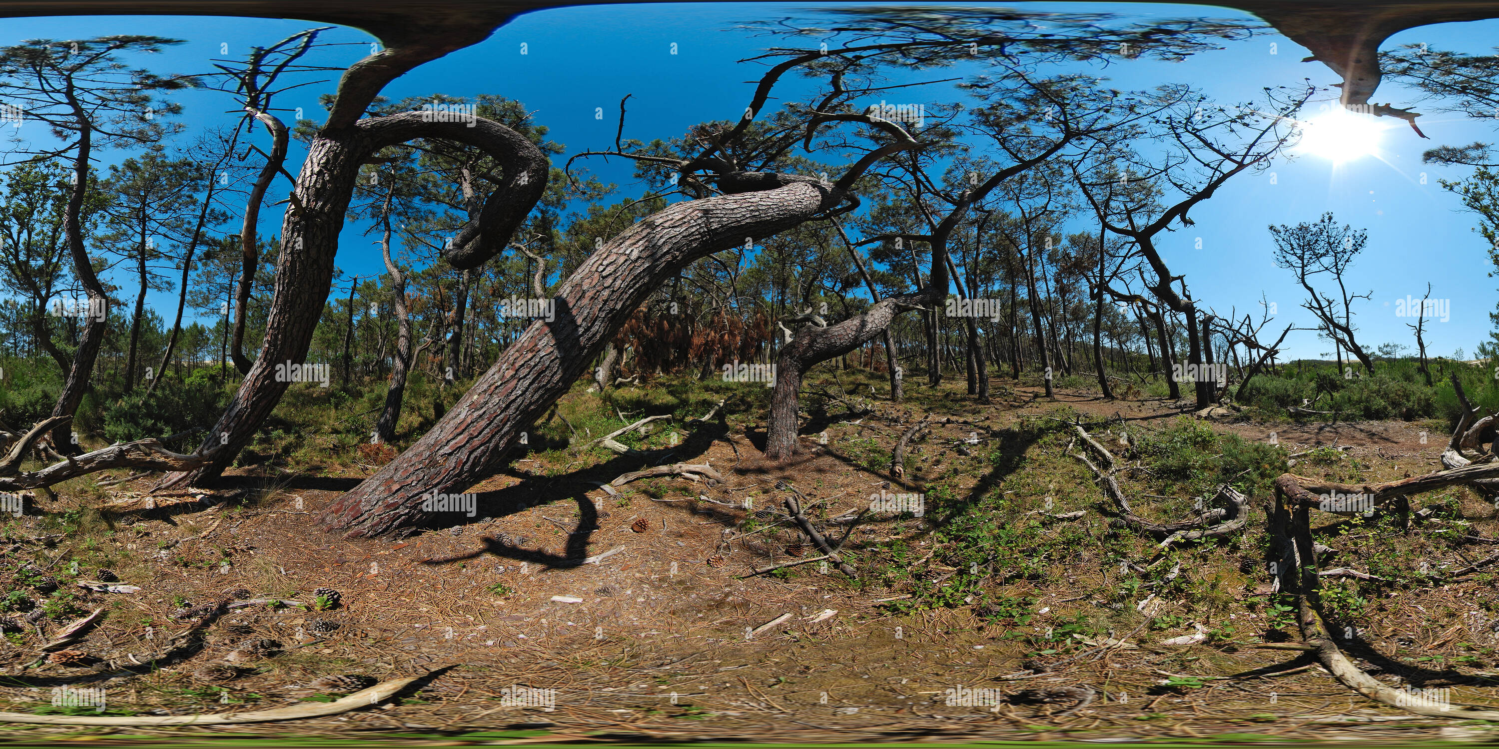 360 Grad Panorama Ansicht von Stifte tourmentés de la Forêt du Courant d'Huchet - Frankreich