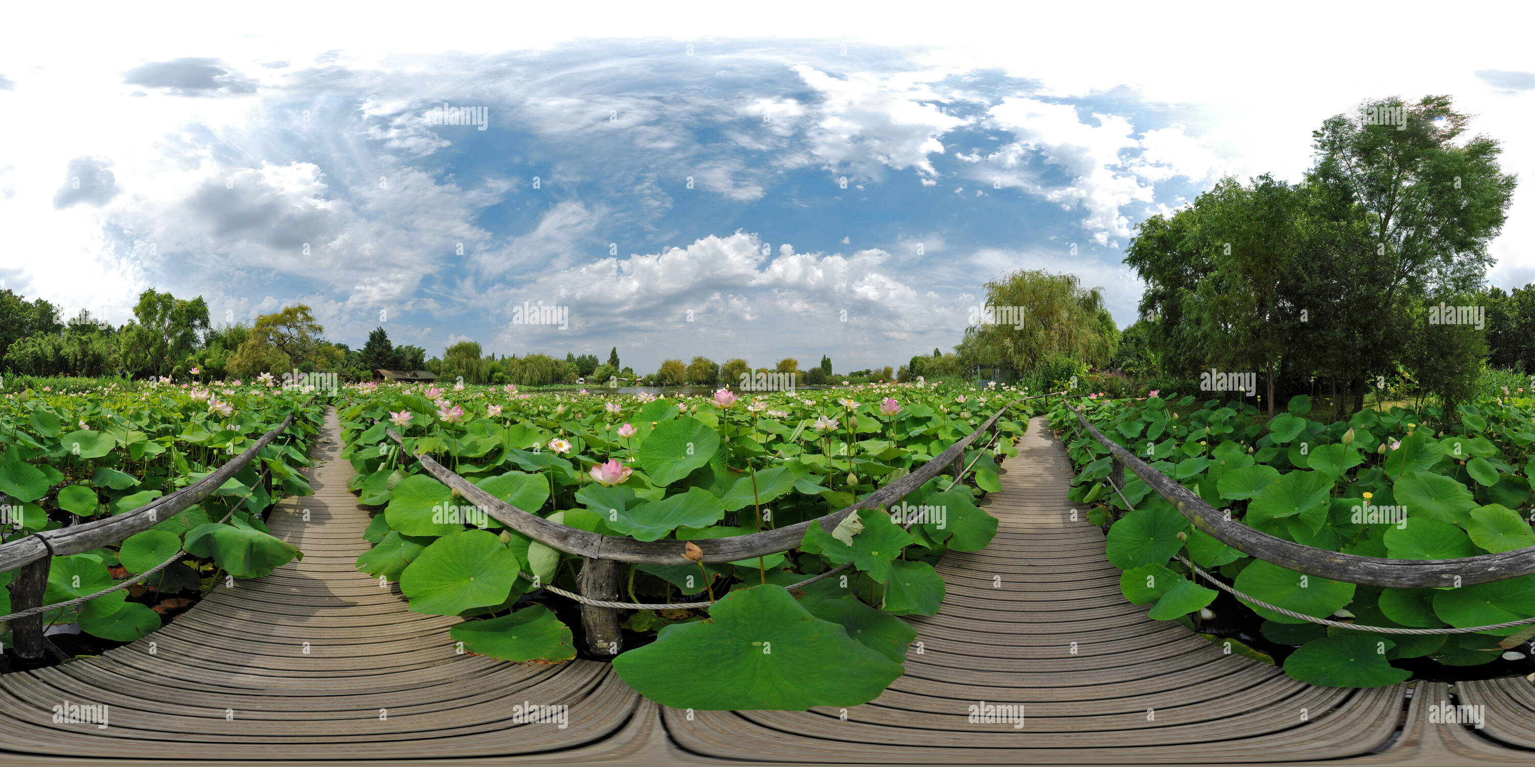 360 Grad Panorama Ansicht von Au Milieu des Lotus à Saint-Cyr-en-Talmondais - Frankreich