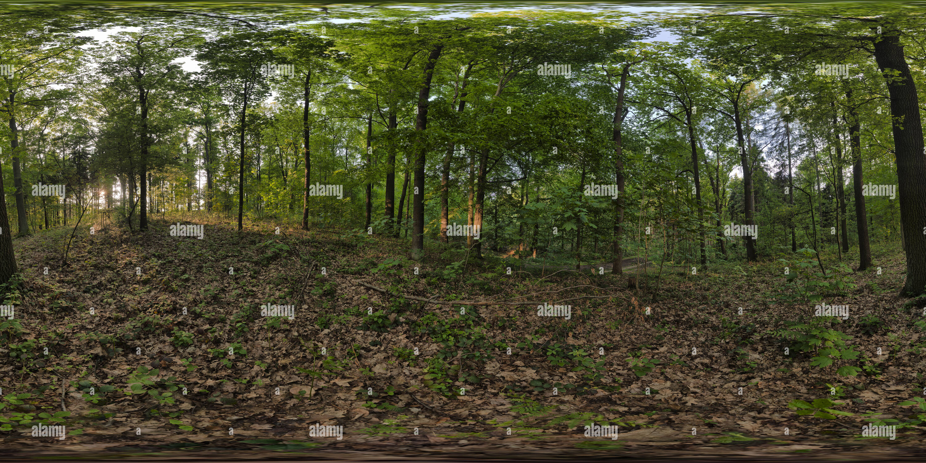 360 Grad Panorama Ansicht von Wald in der Nähe von Waldenburg, Sachsen