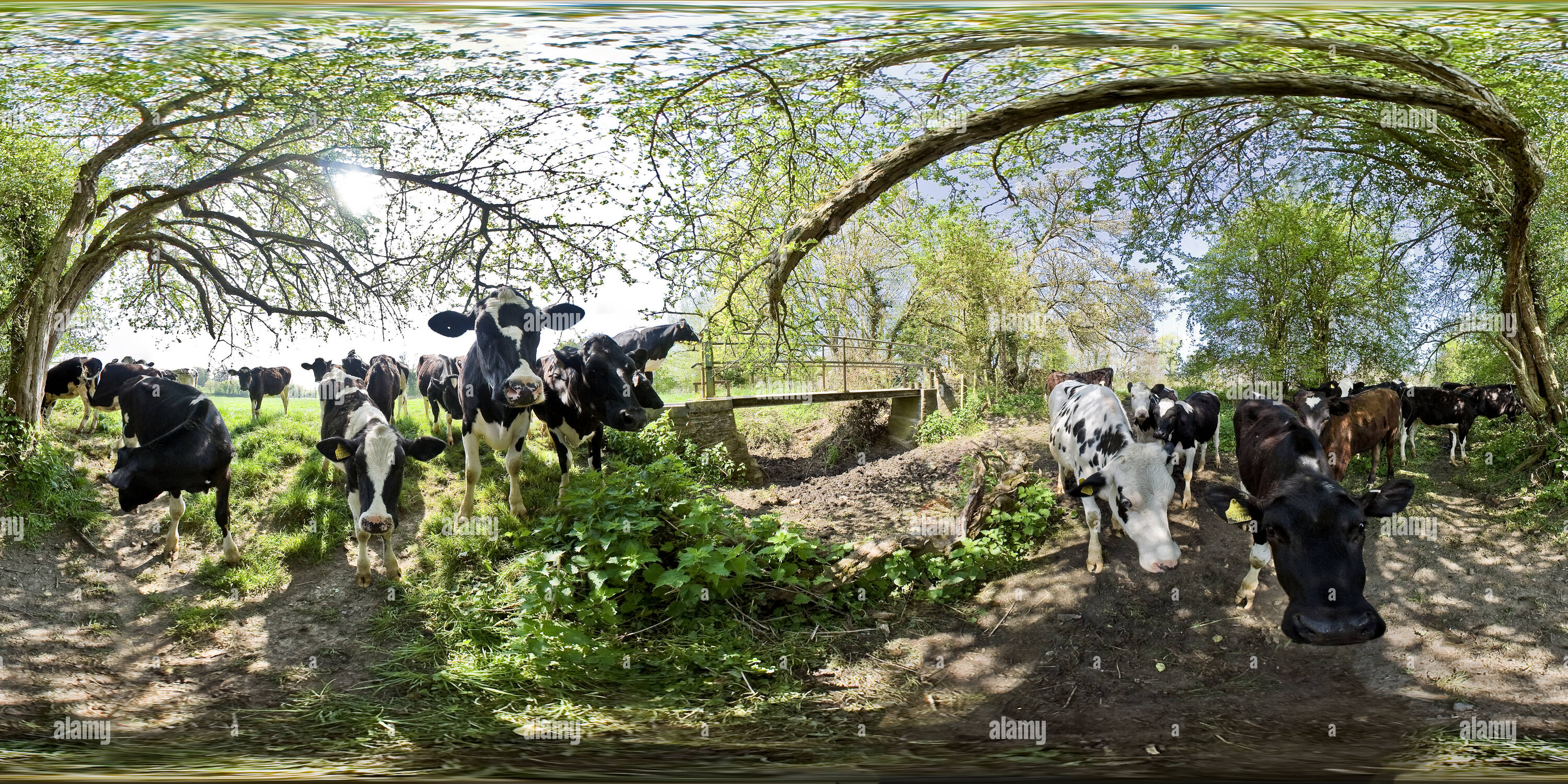 360 Grad Panorama Ansicht von Von neugierigen Kühen in der Nähe von Rode, Wiltshire umgeben. VR