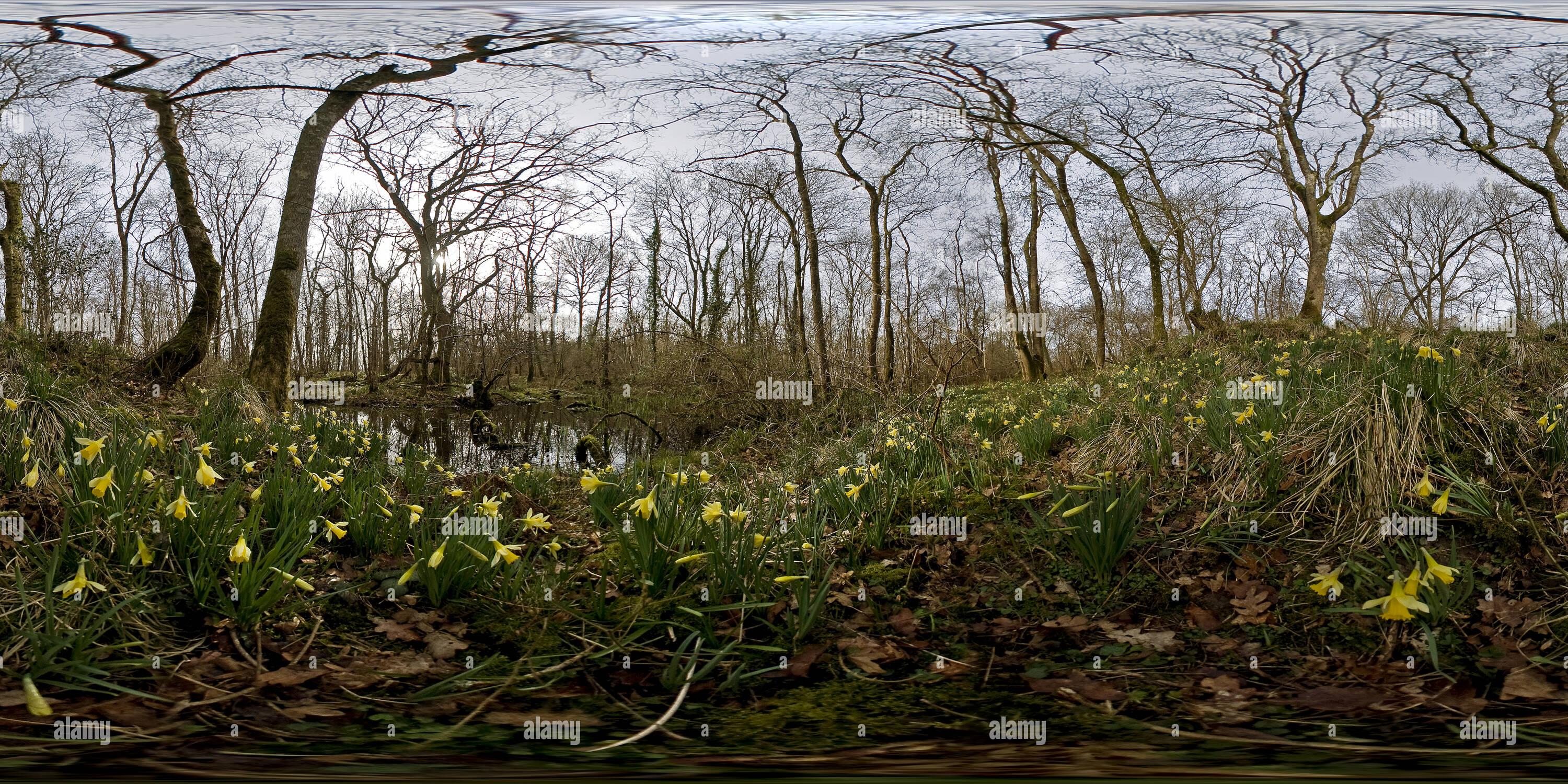 360 Grad Panorama Ansicht von Wilden Narzissen, die von einem See in Edford Woods, Somerset. VR