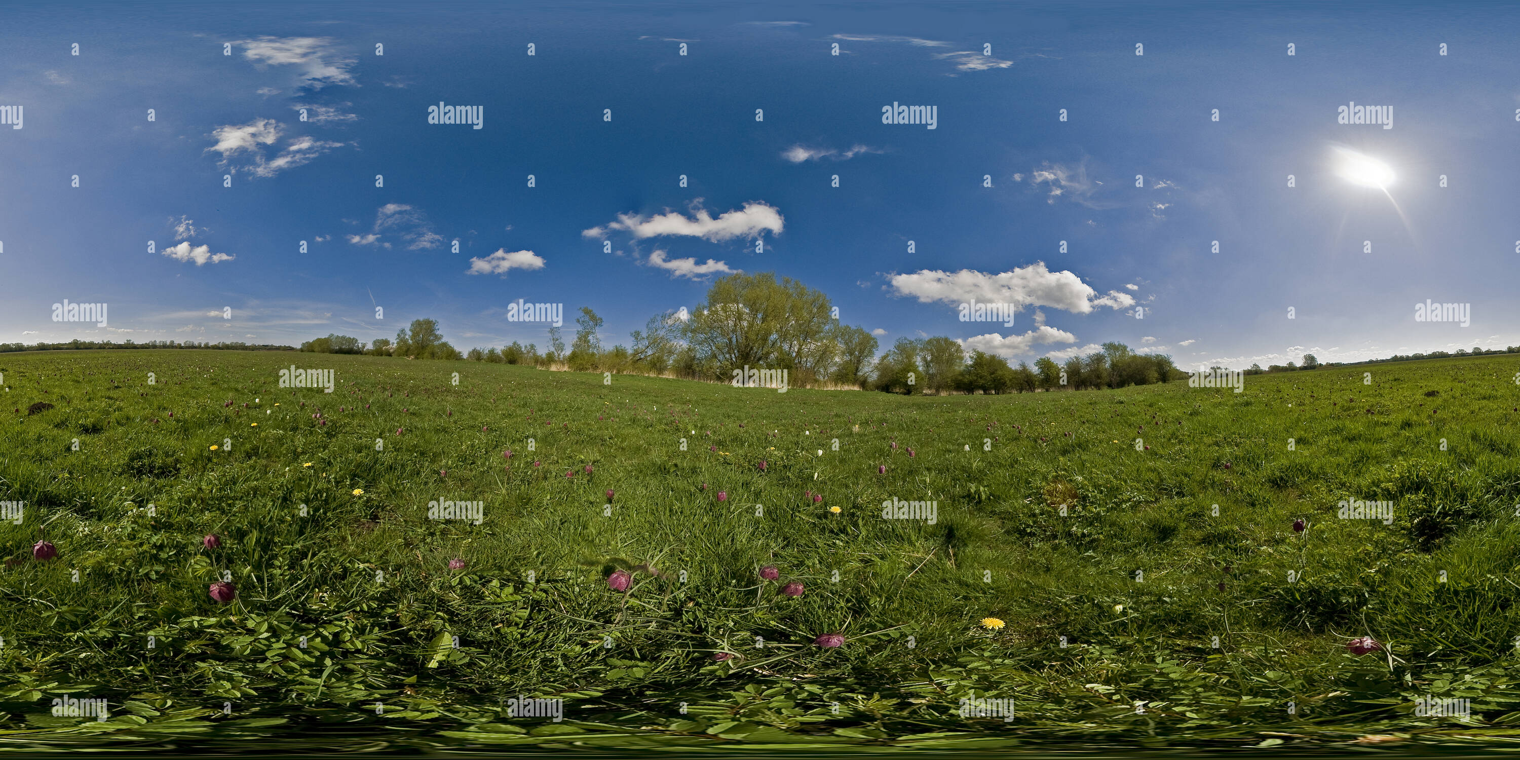 360 Grad Panorama Ansicht von Schlangen Kopf Fritillaries nördlich an der Wiese, Cricklade, Wiltshire. VR