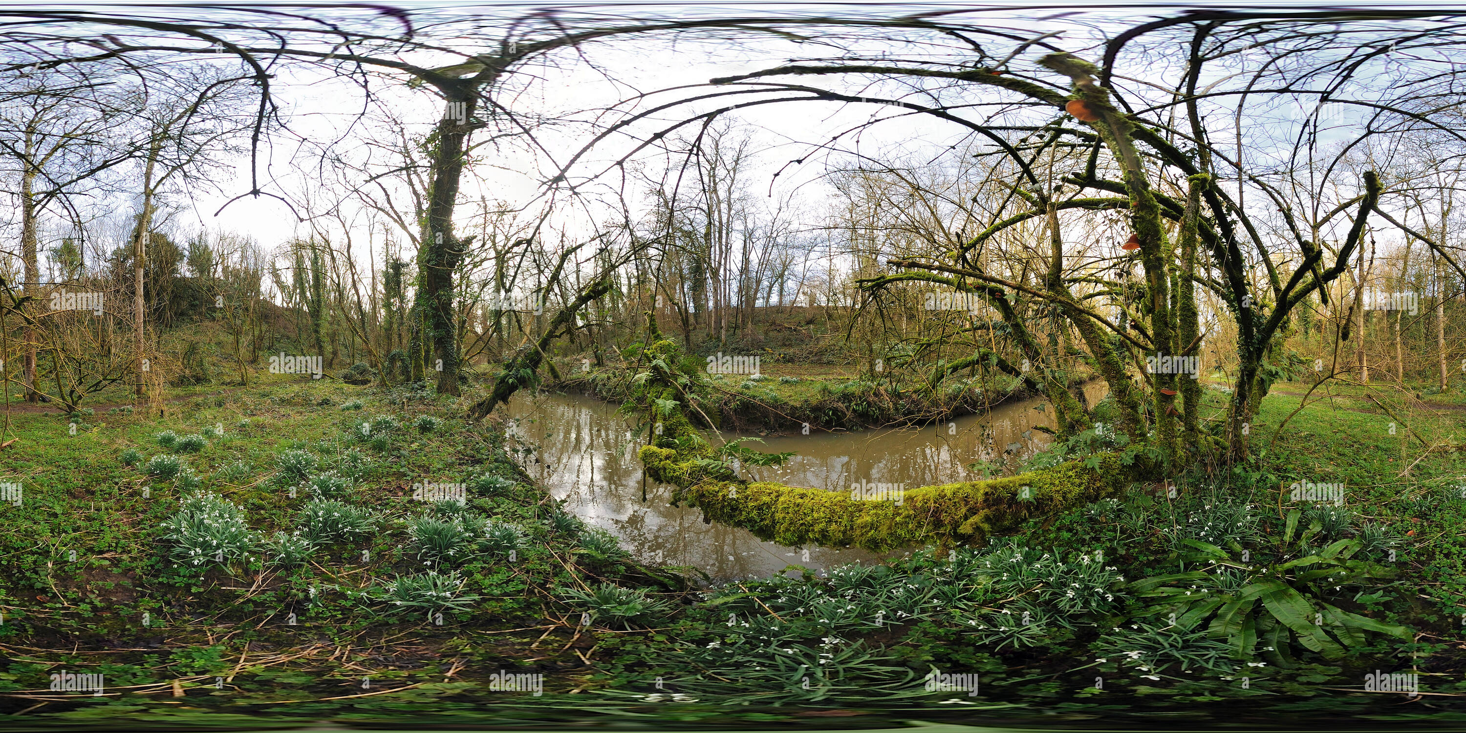 360 Grad Panorama Ansicht von Winter Schneeglöckchen auf einem Fluss in der Nähe von nunney Combe, Somerset. VR