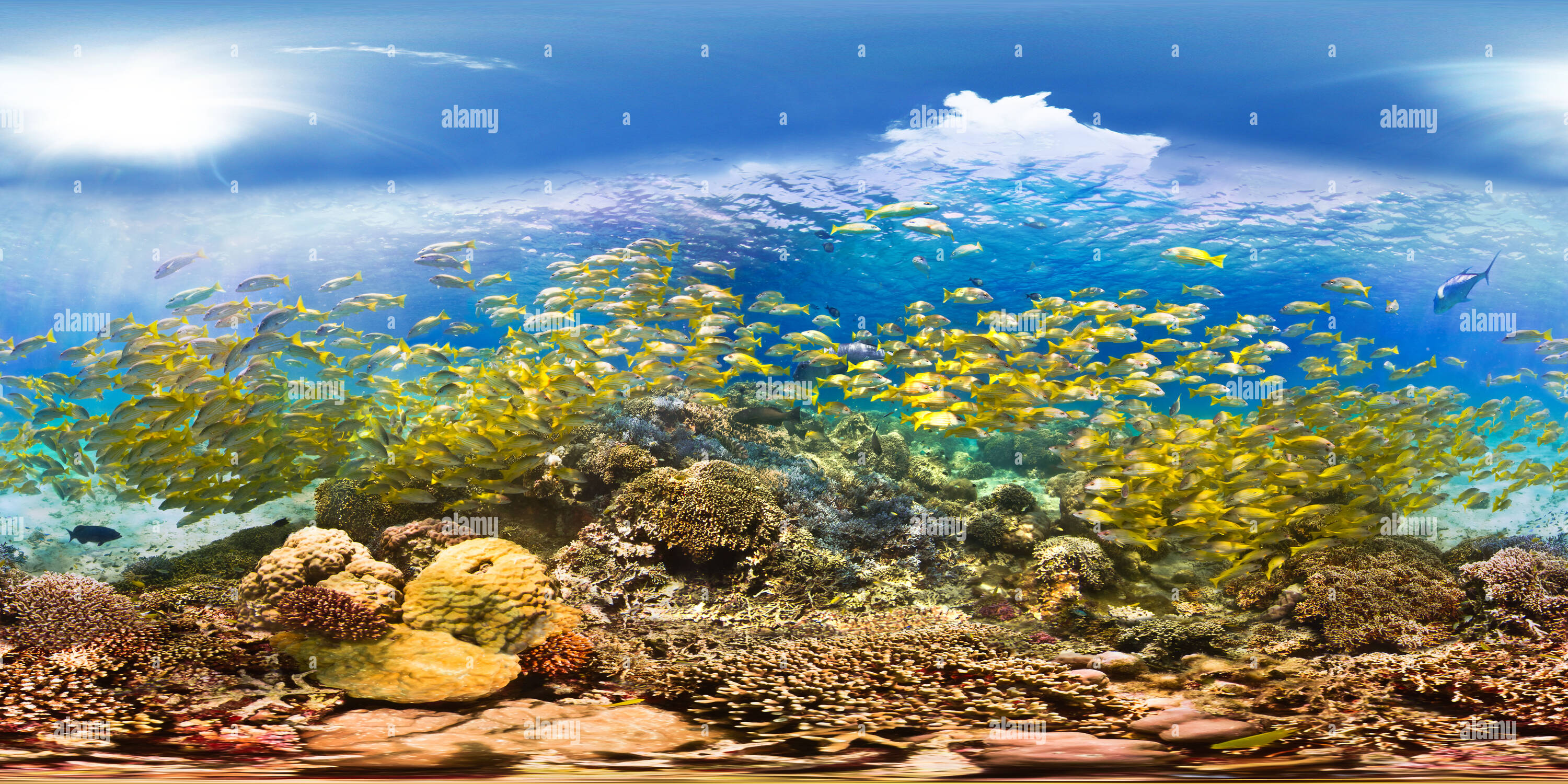 360 Grad Panorama Ansicht von Coral Reef Fish Neukaledonien