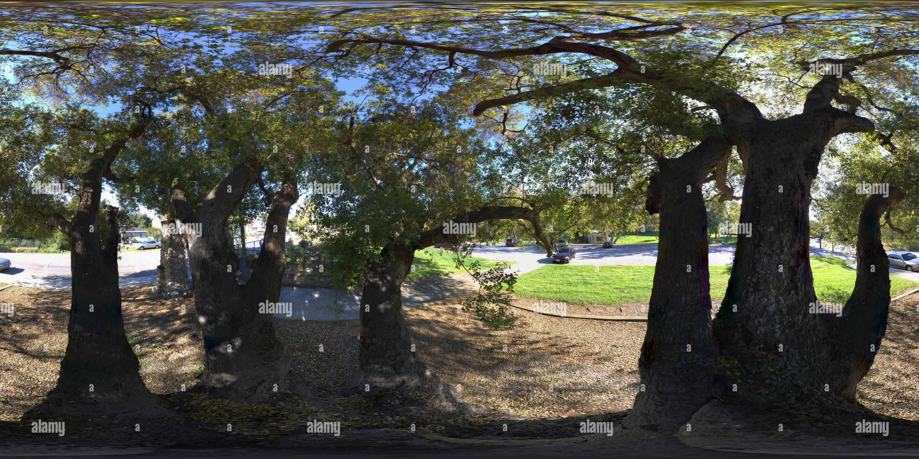 360 Grad Panorama Ansicht von Kalifornien Live Oak, Loma Alta Park