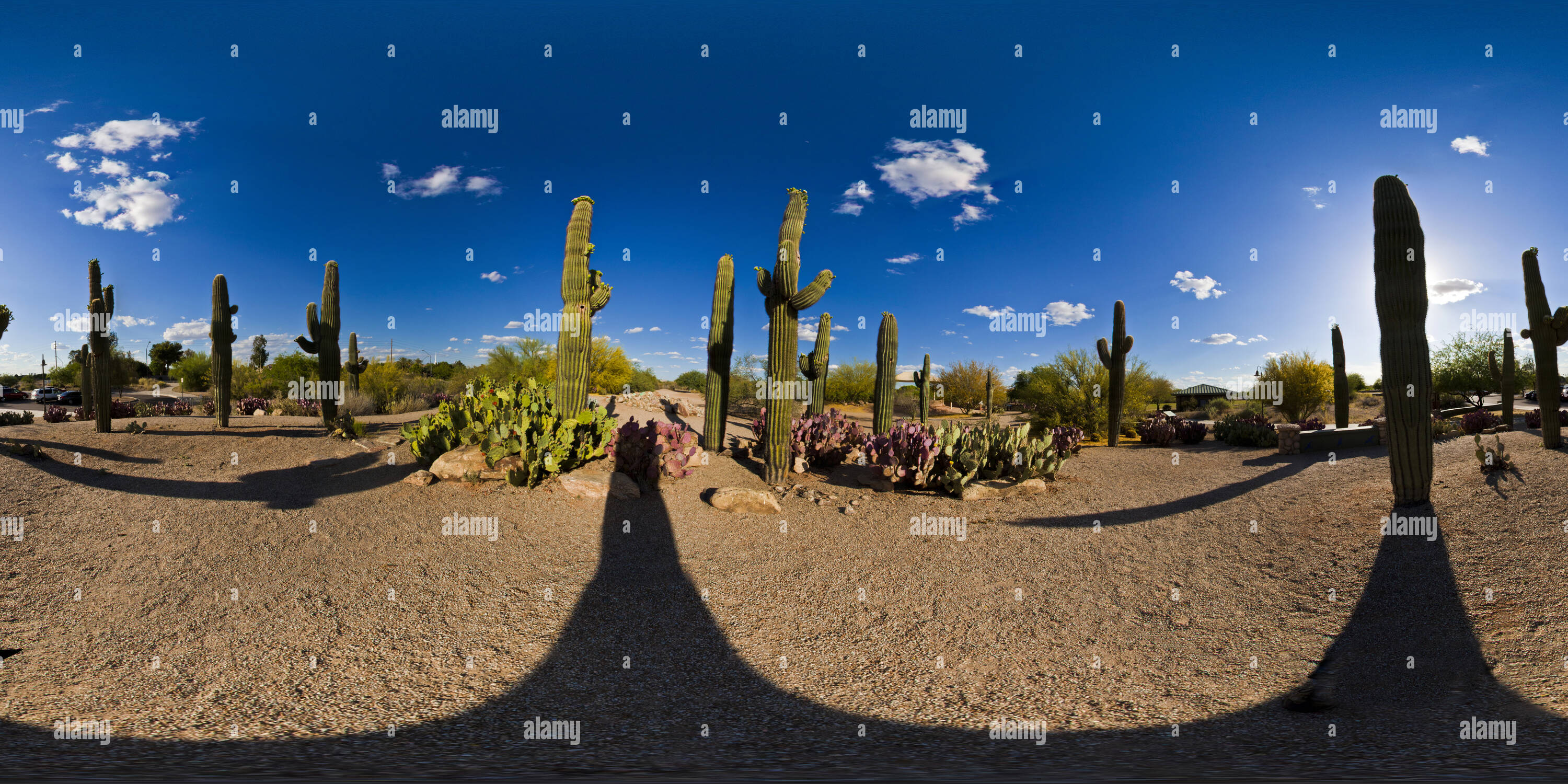 360 Grad Panorama Ansicht von Kaktus Garten Gilbert Riparian bewahren auf der Ranch, Gilbert, Arizona USA