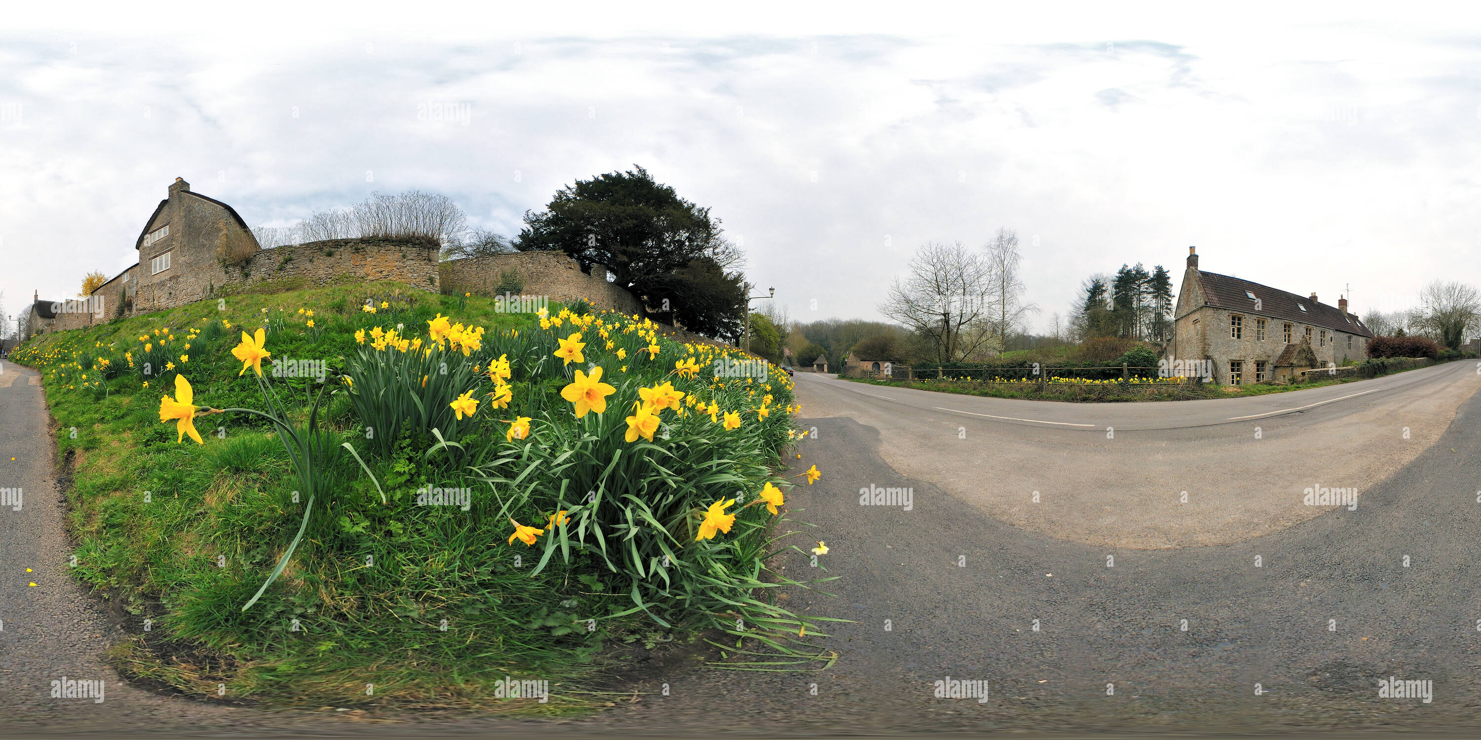 360 Grad Panorama Ansicht von Frühling Narzissen im riecht, Somerset. VR