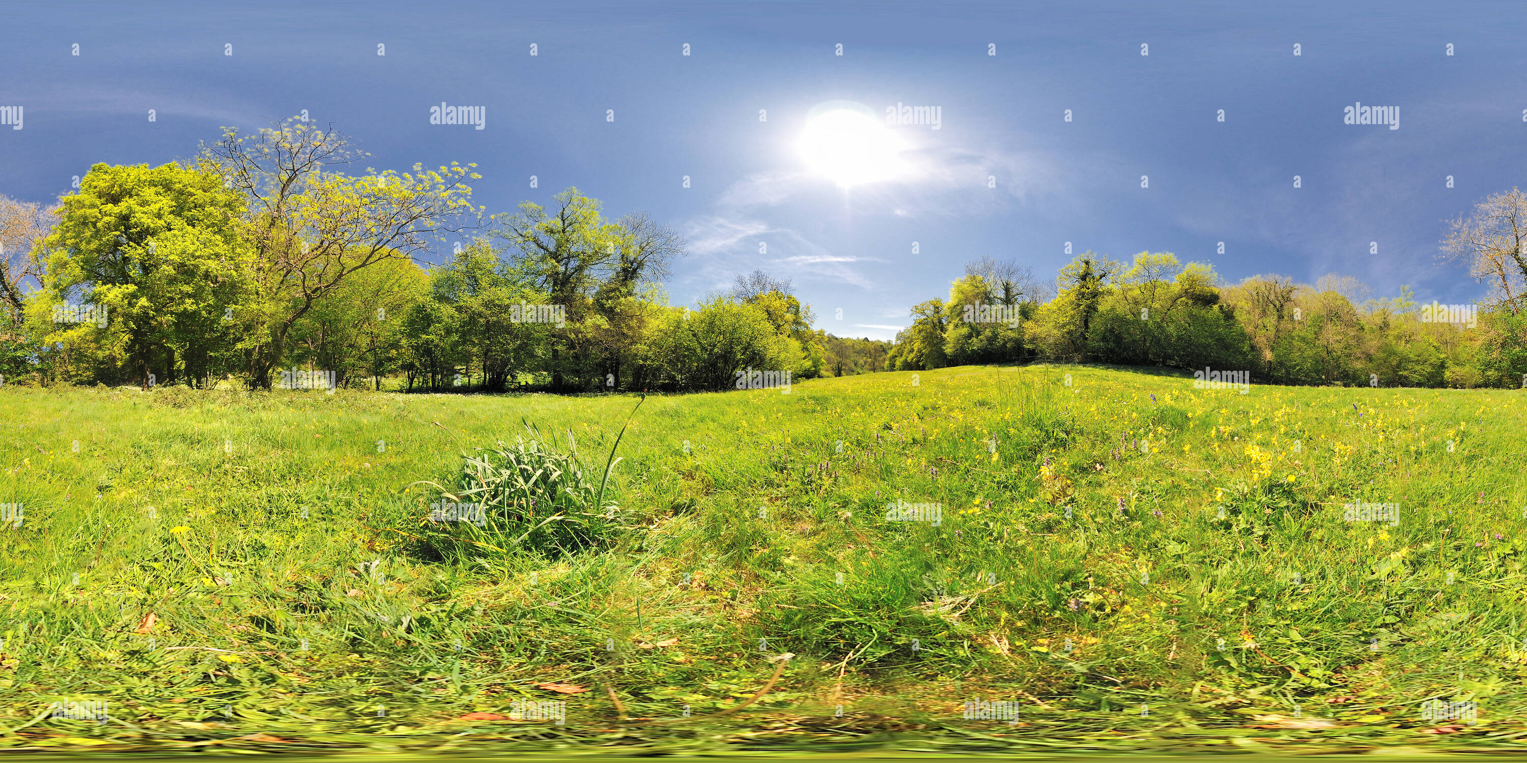 360 Grad Panorama Ansicht von Cowslips in der Nähe von Oak Ridge, Gloucestershire. VR