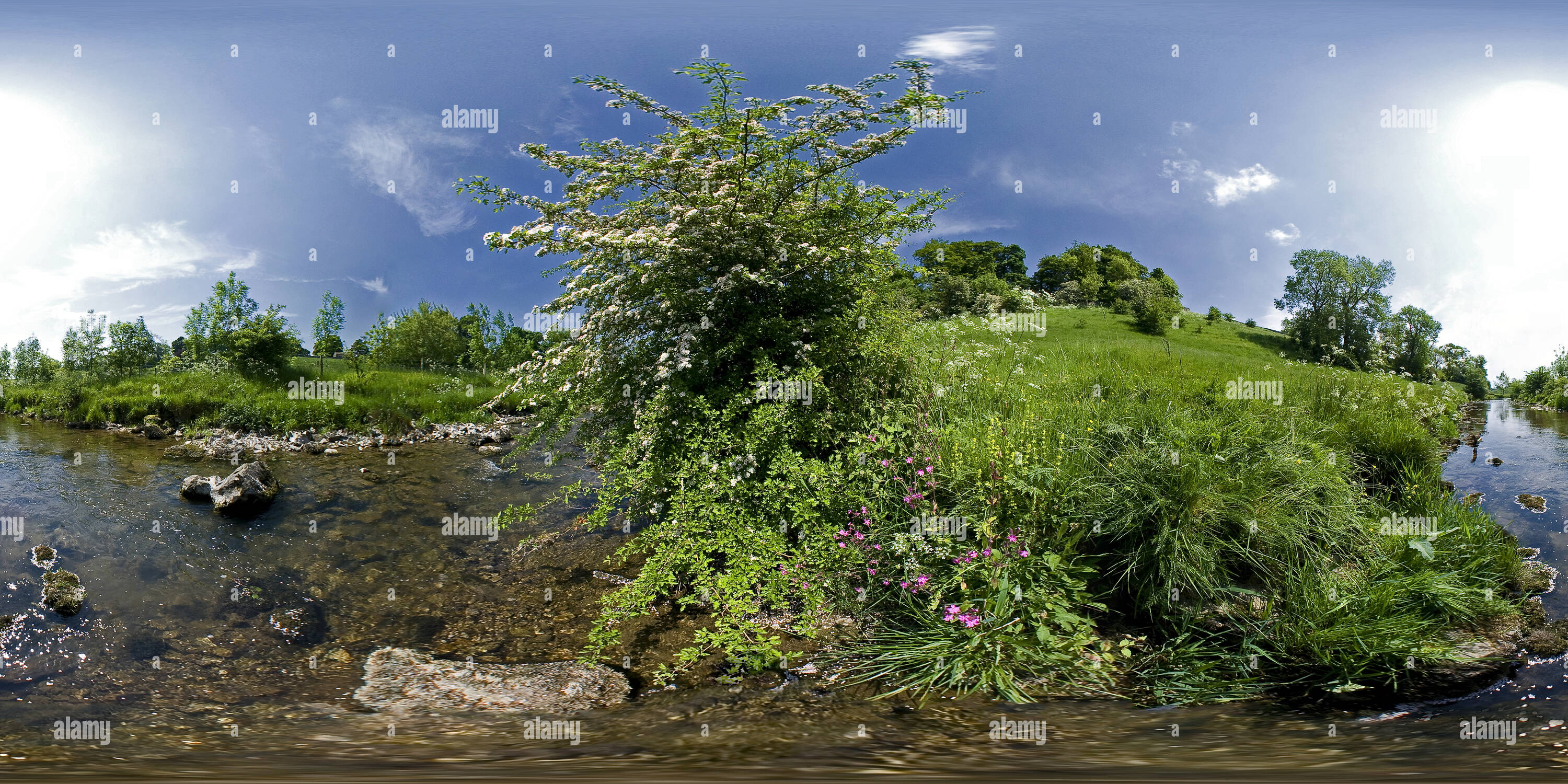 360 Grad Panorama Ansicht von Wilde Blumen am Fluss in der Nähe von Airton in den Yorkshire Dales. VR