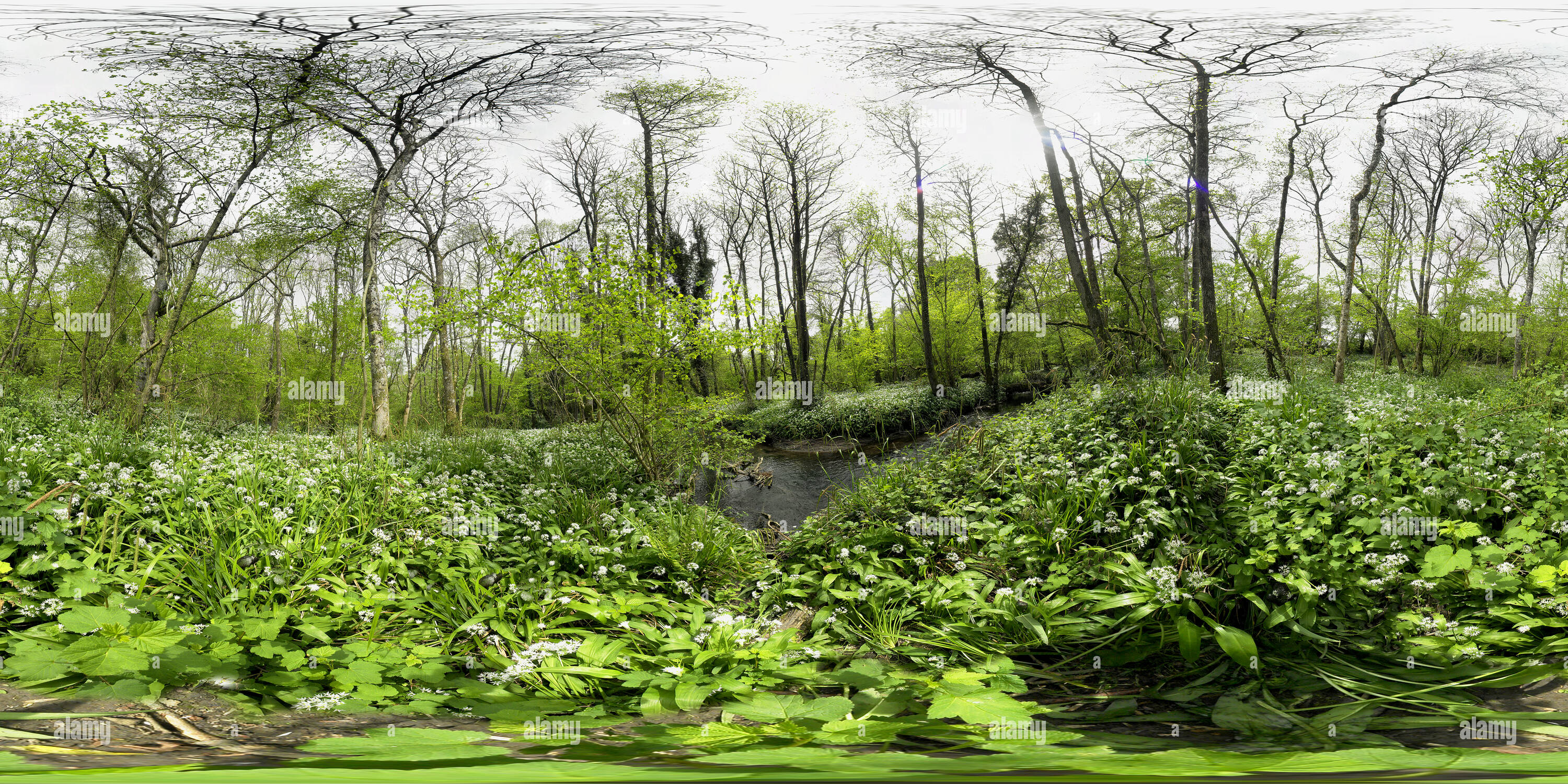 360 Grad Panorama Ansicht von Bärlauch in Edford Woods, Somerset. VR