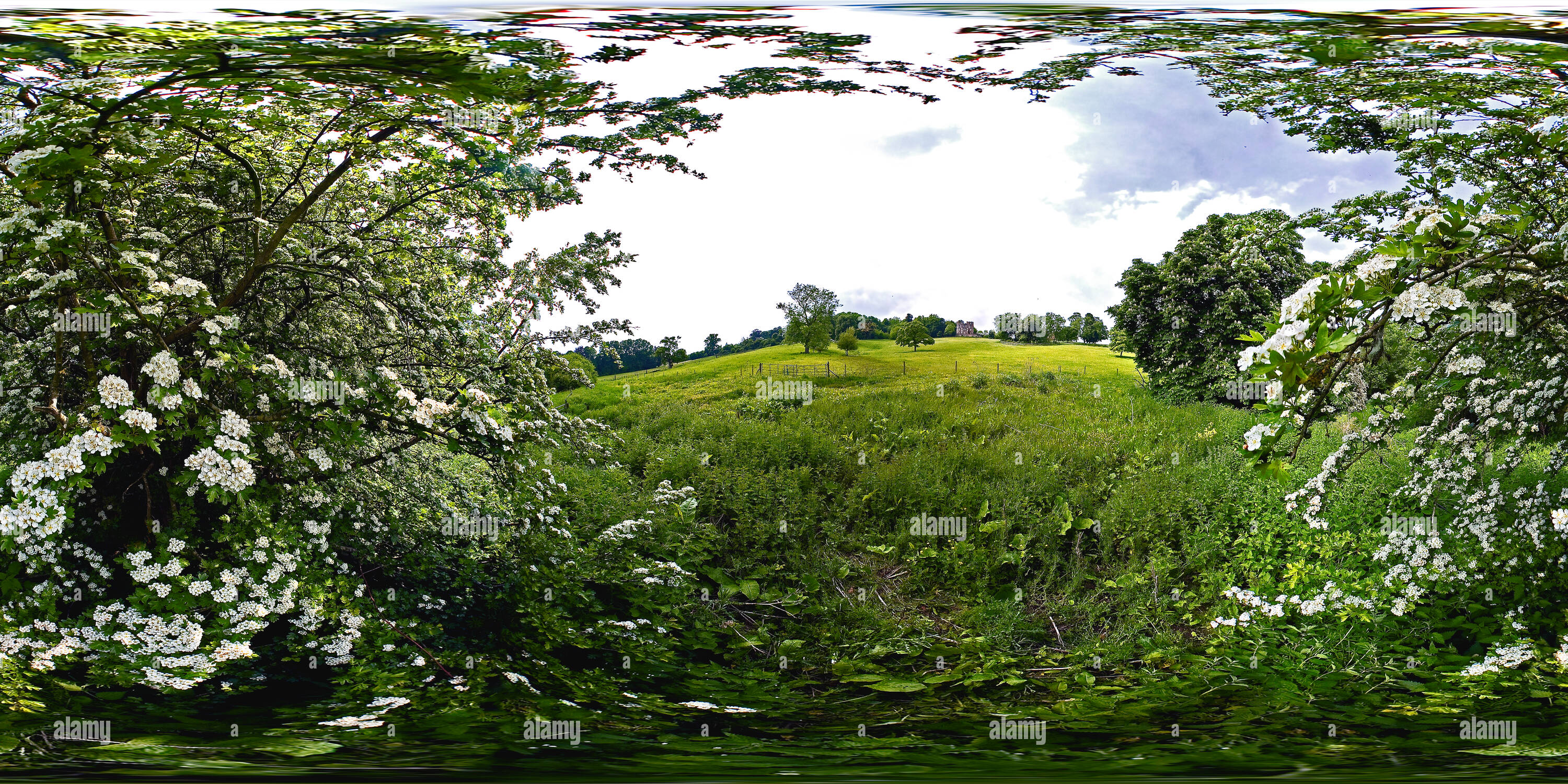 360 Grad Panorama Ansicht von Weißdorn Blüten in der Nähe von Midford Castle, Somerset. VR