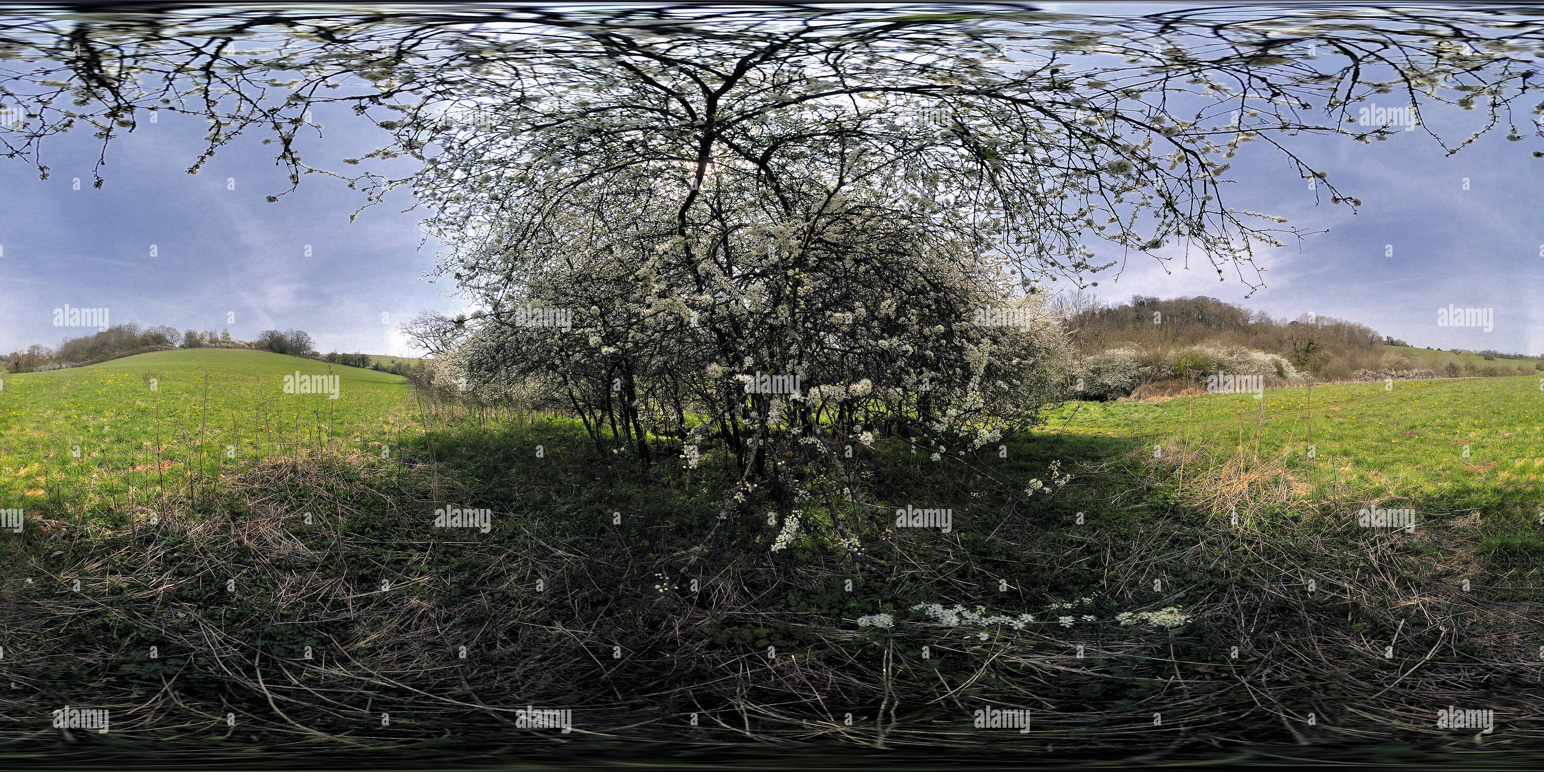 360 Grad Panorama Ansicht von In der Blüte bei Ford, Wiltshire Blacthorn. VR