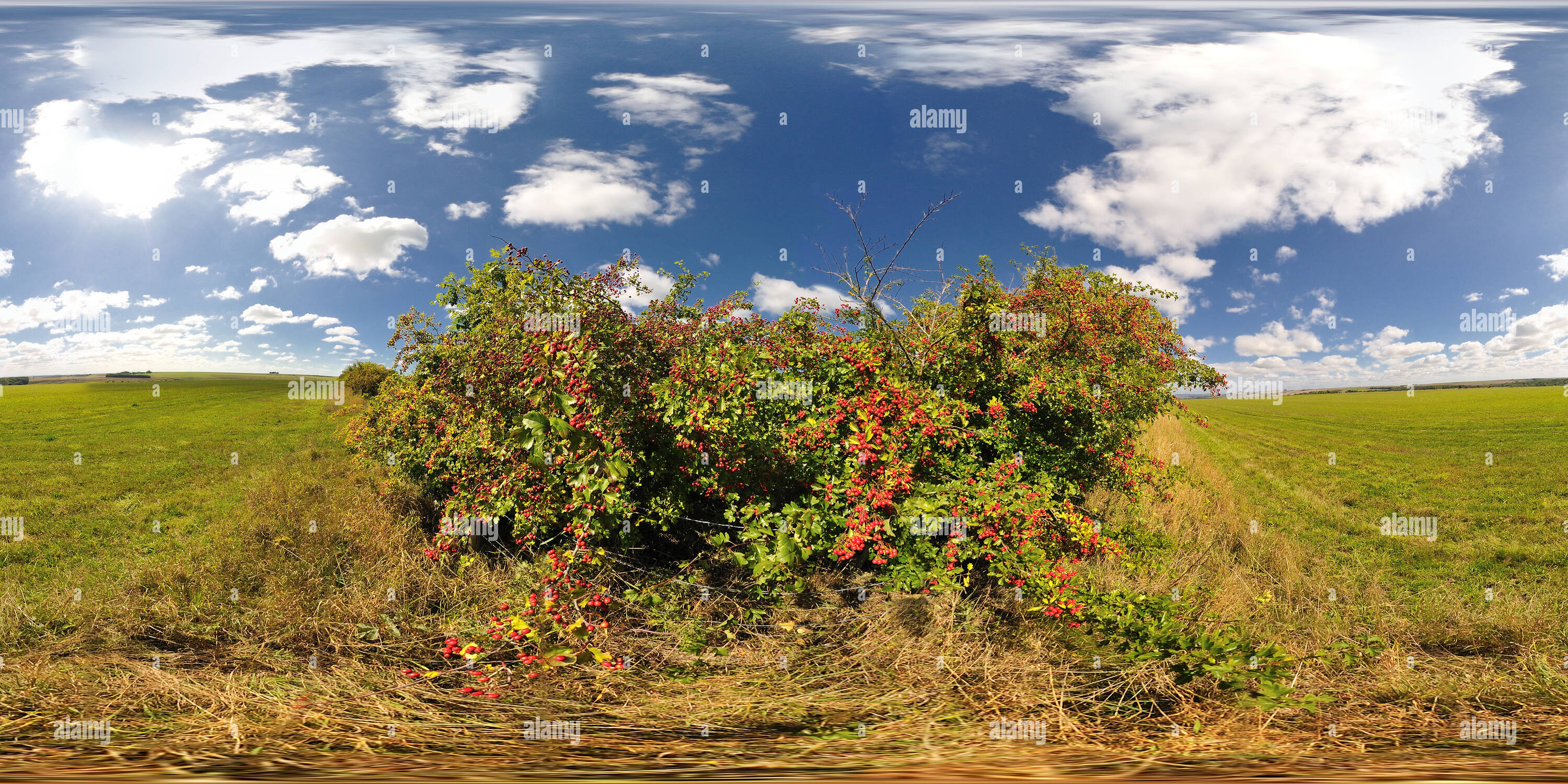 360 Grad Panorama Ansicht von Salisbury, Wiltshire. Herbst Weißdorn-Beeren. VR