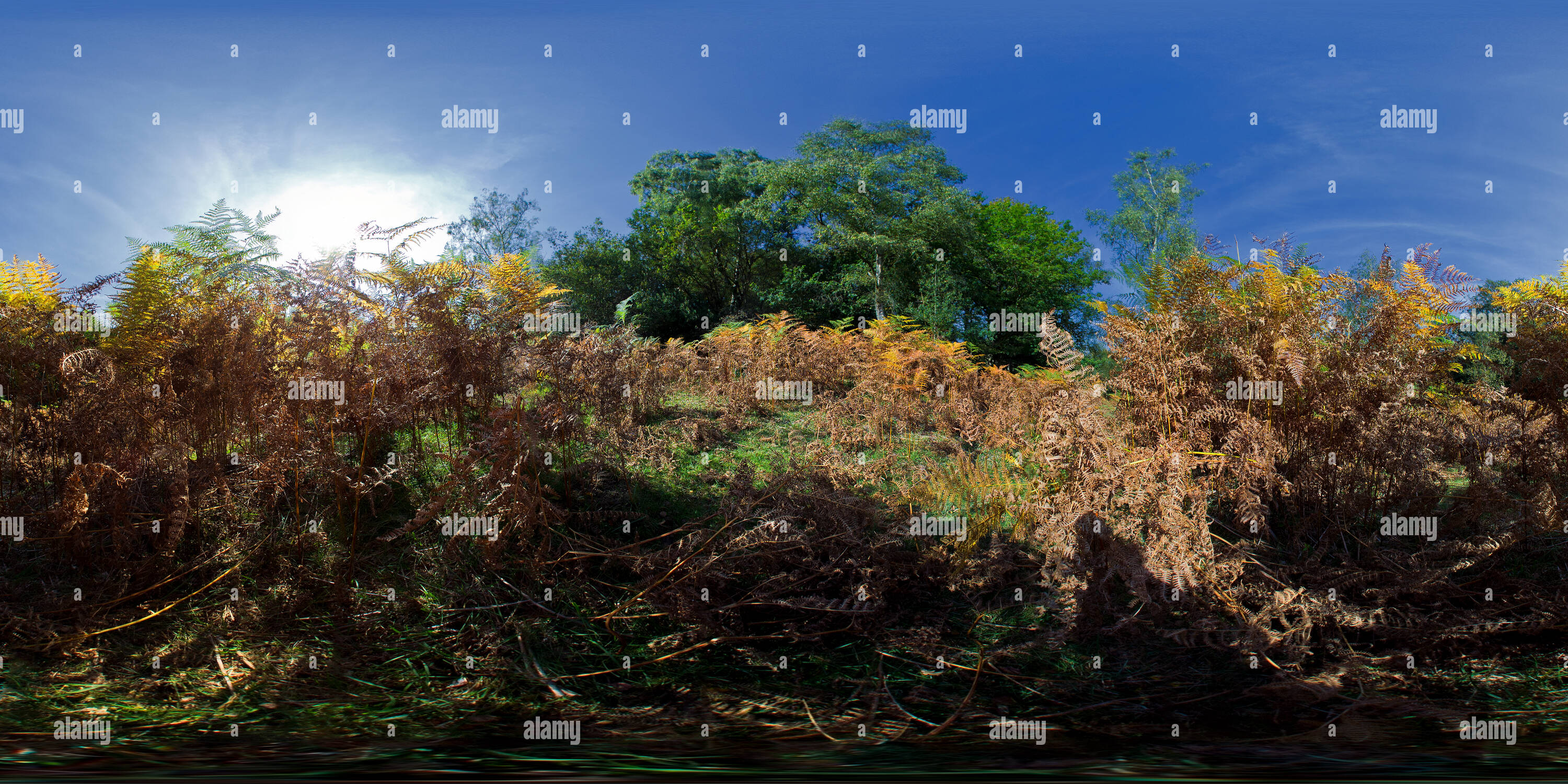 360 Grad Panorama Ansicht von Bracken, in der Nähe von Brook, New Forest, Hampshire. VR