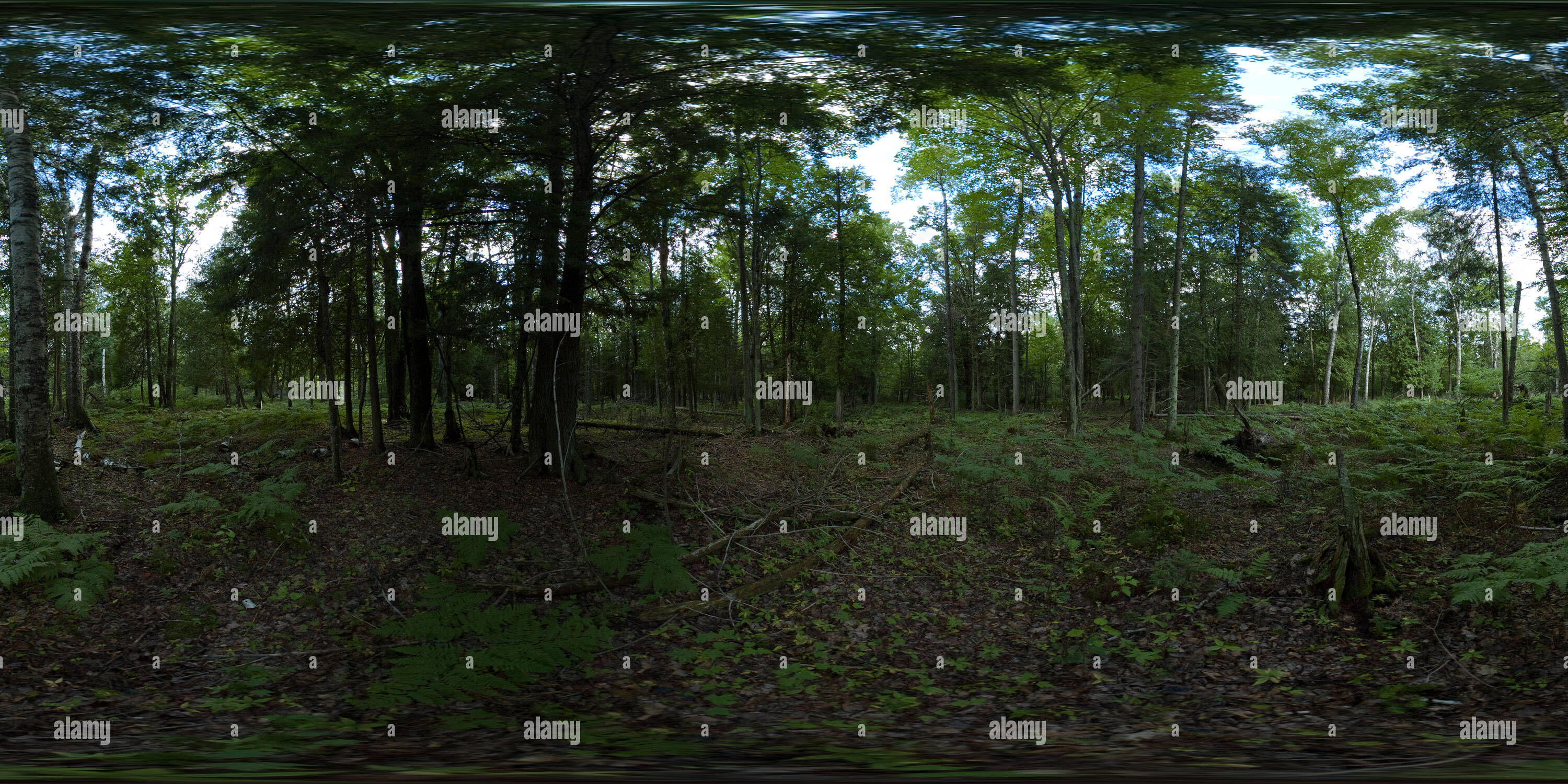 360 Grad Panorama Ansicht von Madeline Insel Wald