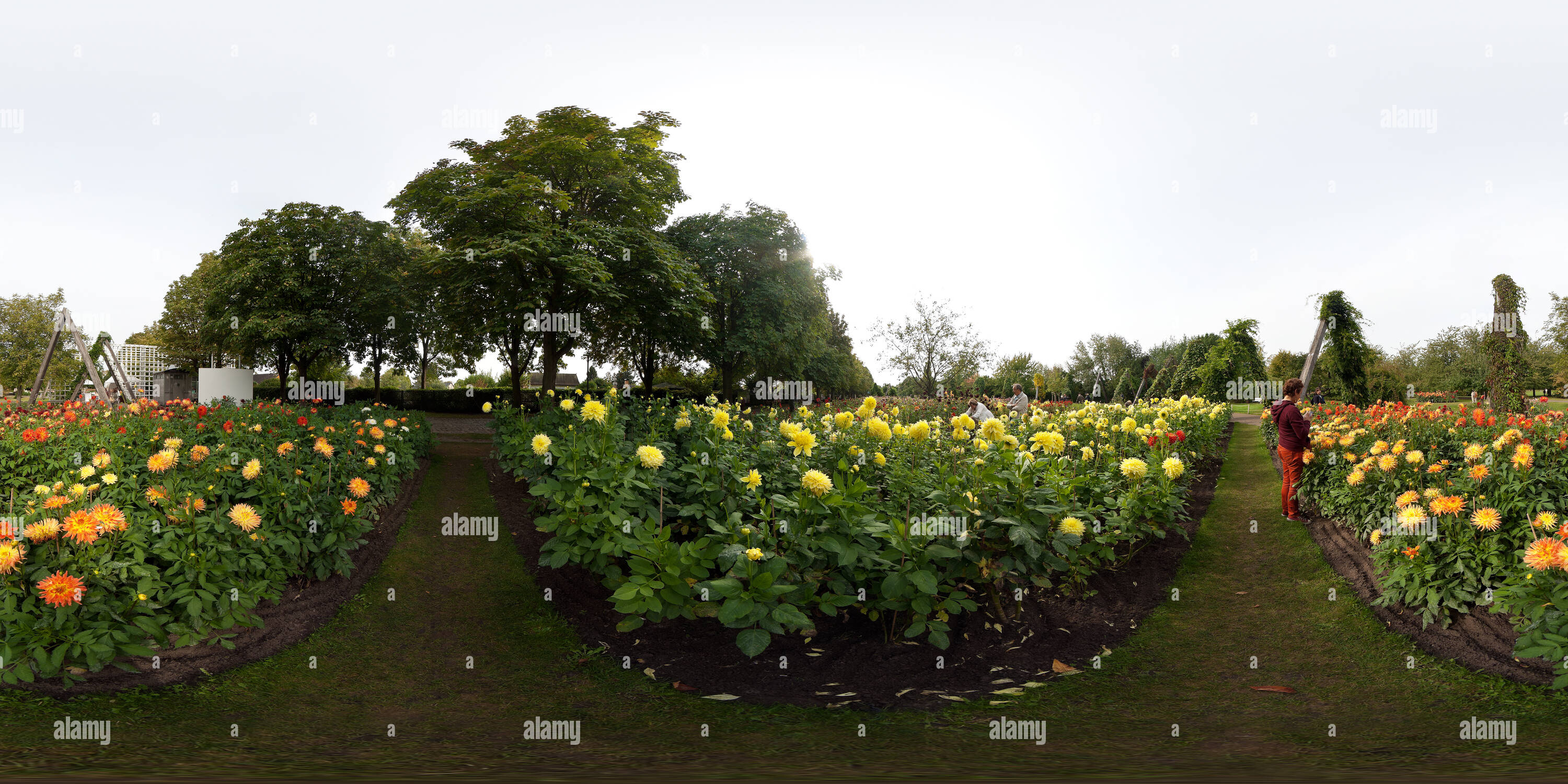 360 Grad Panorama Ansicht von Dahlienfeuer im Britzer Garten Berlin