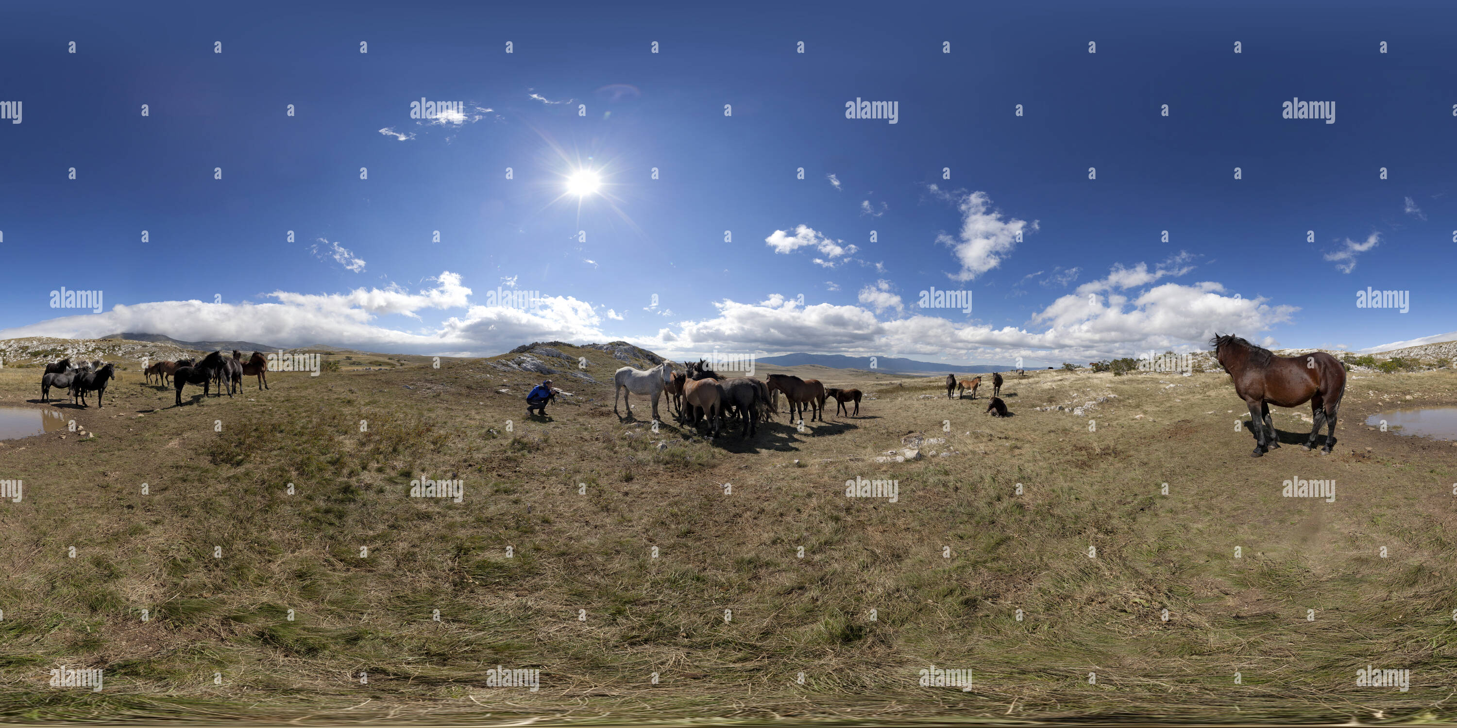 360 Grad Panorama Ansicht von Wilde Pferde auf Cincar Berg