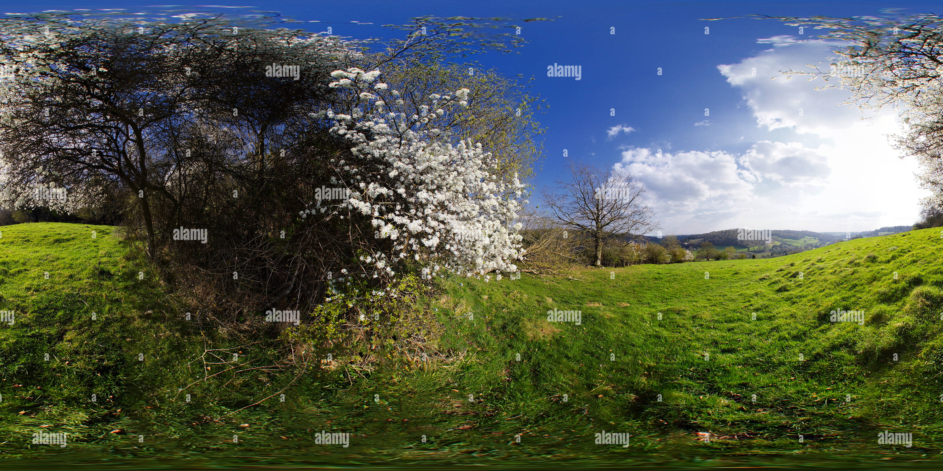 360 Grad Panorama Ansicht von Badewanne, Brassknocker Hill, Midford Tal. Schlehe blühen. VR