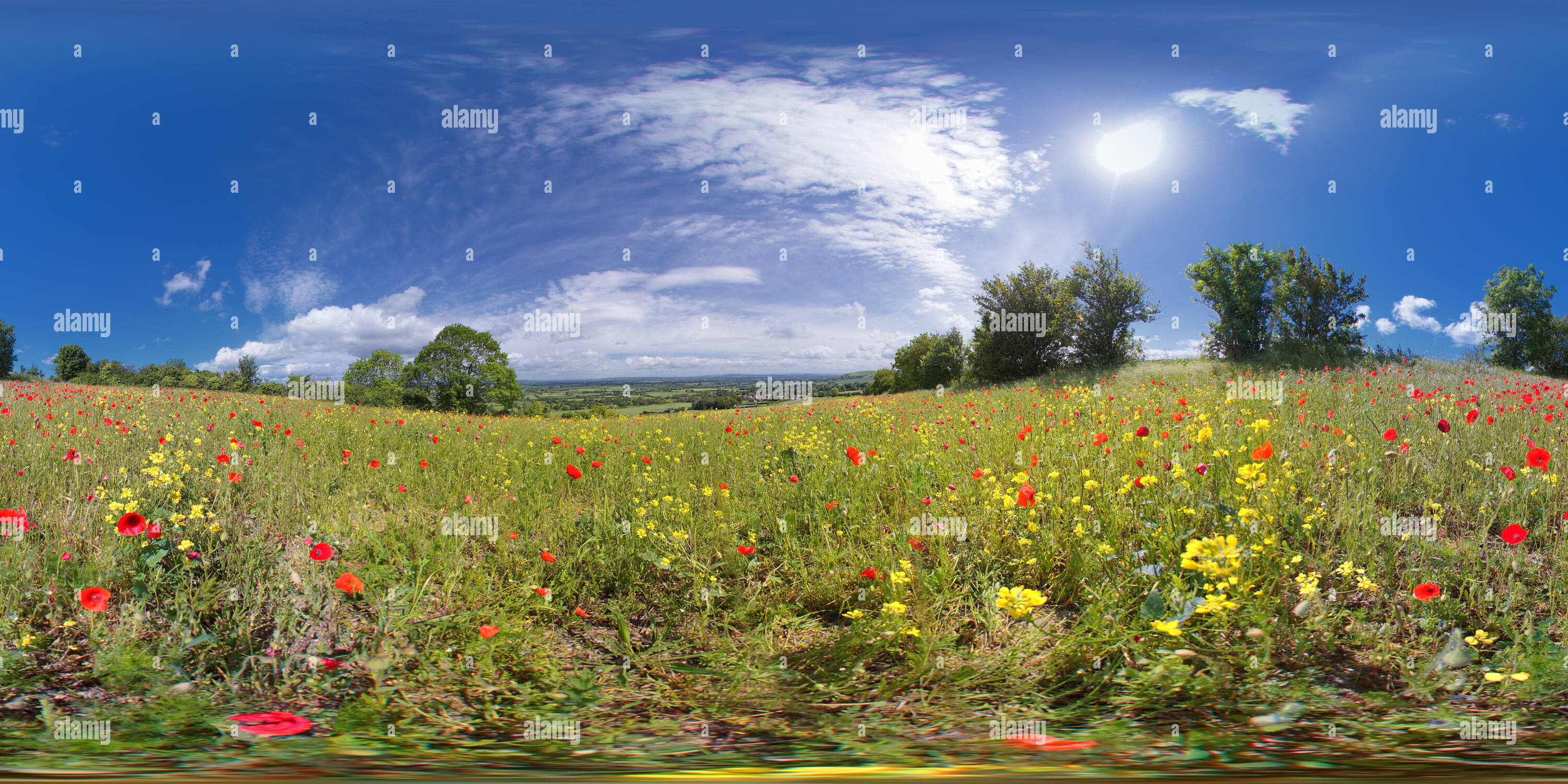 360 Grad Panorama Ansicht von Salisbury Plain. Wilde Blumenwiese. VR