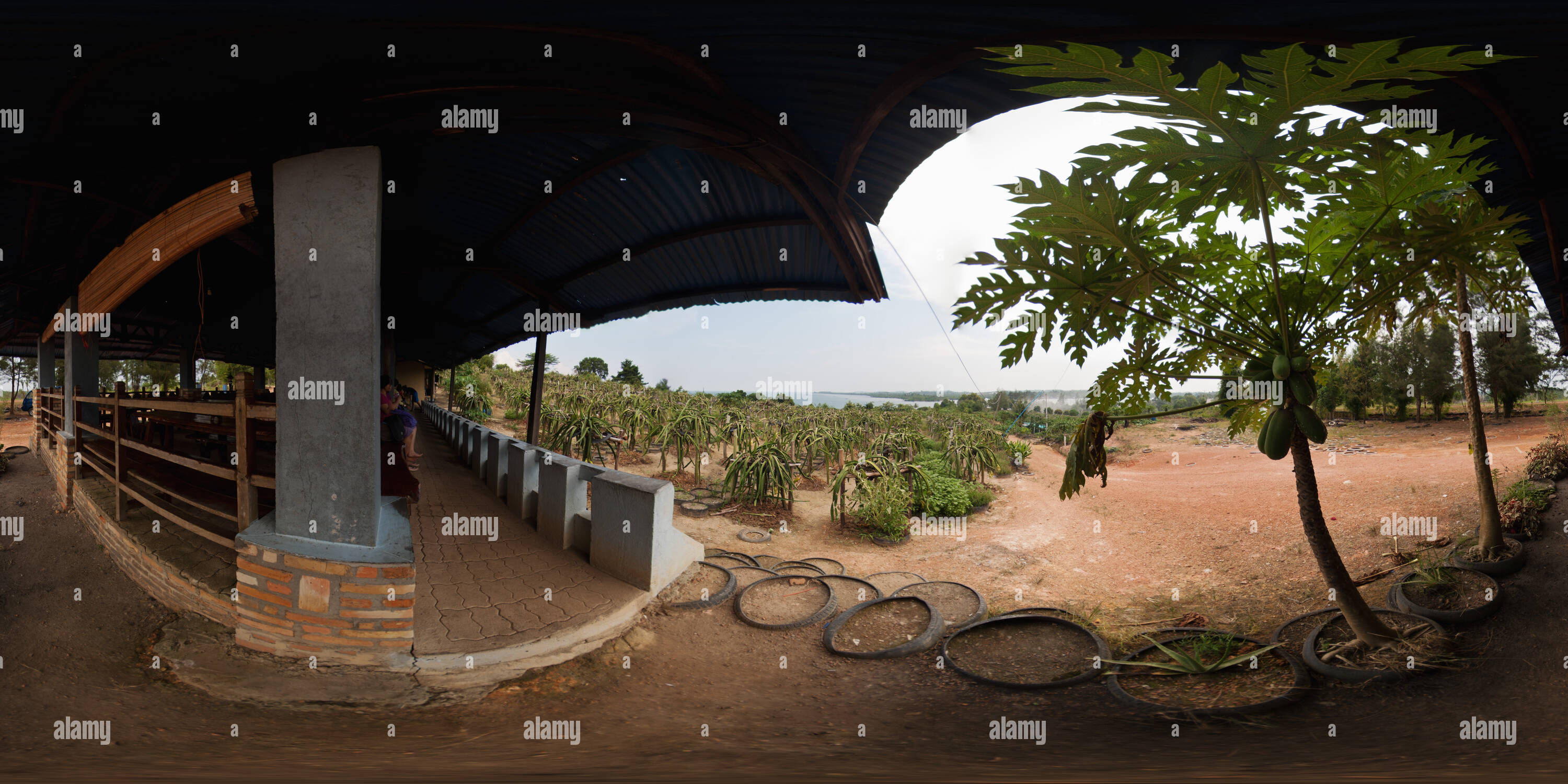 360 Grad Panorama Ansicht von Dragon Obstplantage, Rempang Insel Batam