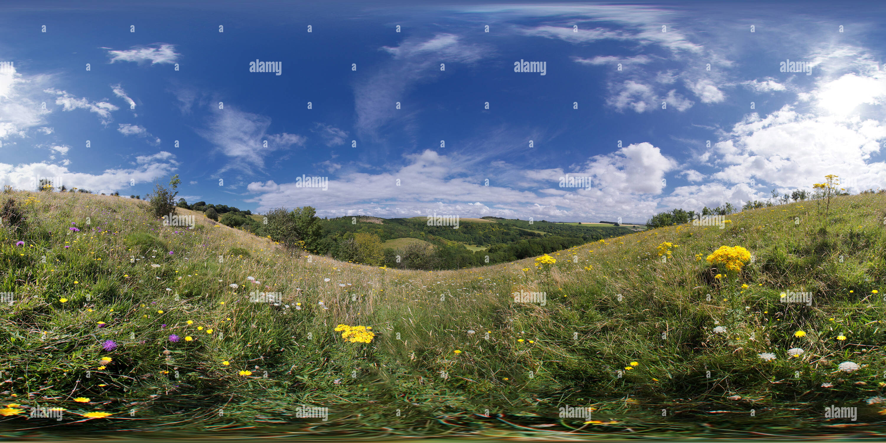 360 Grad Panorama Ansicht von Win Grün, Wiltshire. Wilde Blumen. VR