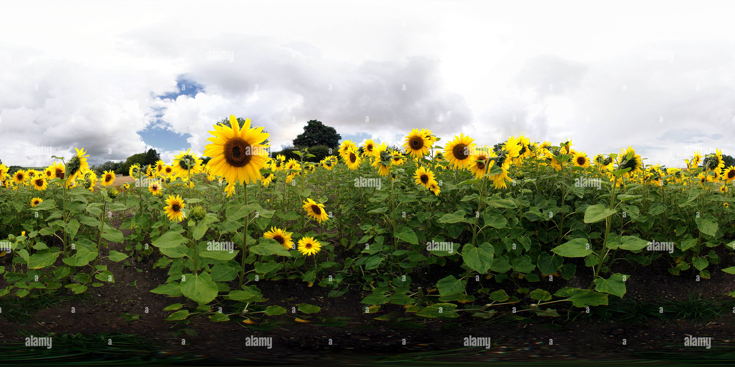 360 Grad Panorama Ansicht von Sonnenblumen, Codford, Wiltshire. VR