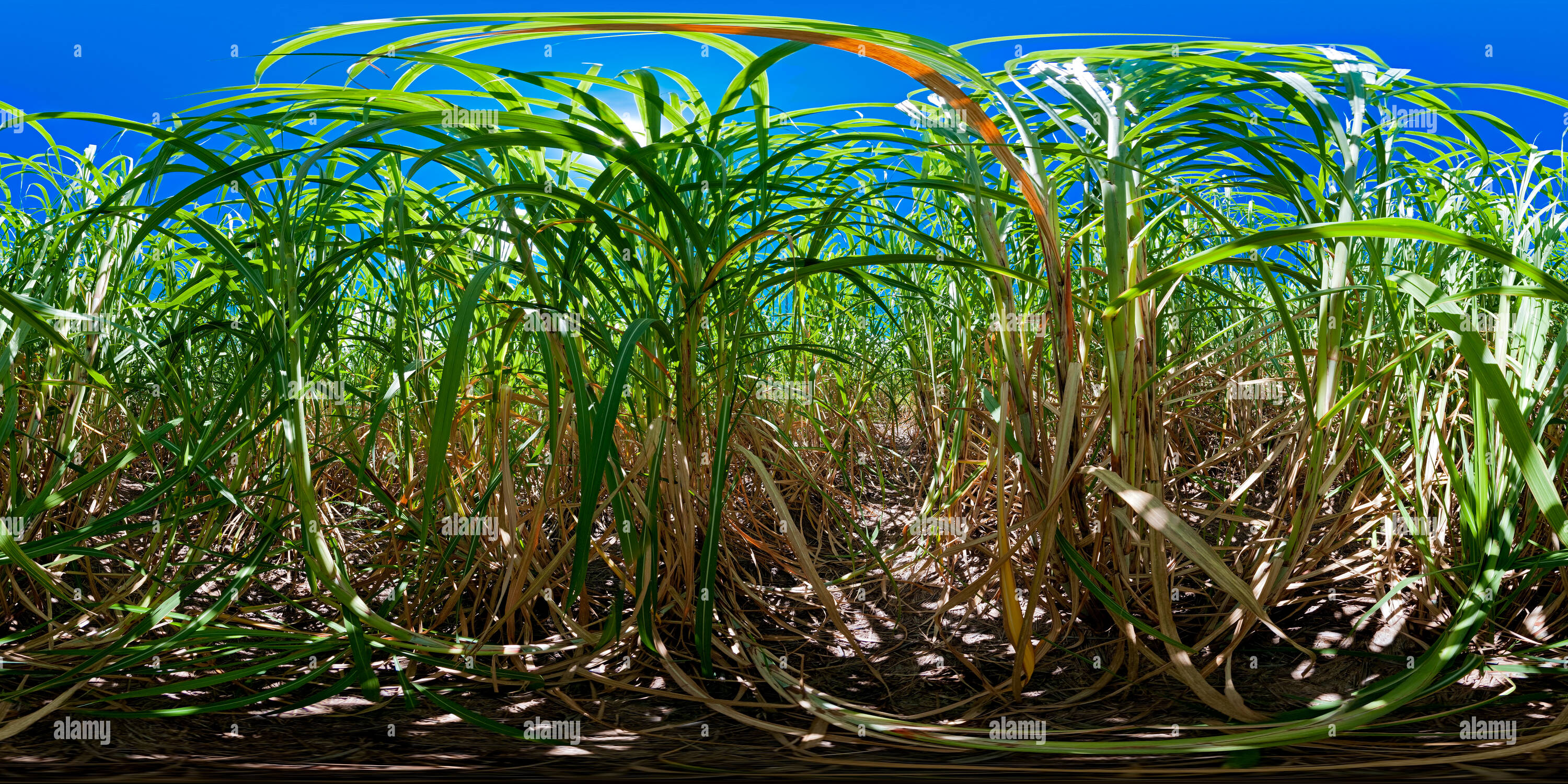 360 Grad Panorama Ansicht von In einem Feld von Zuckerrohr